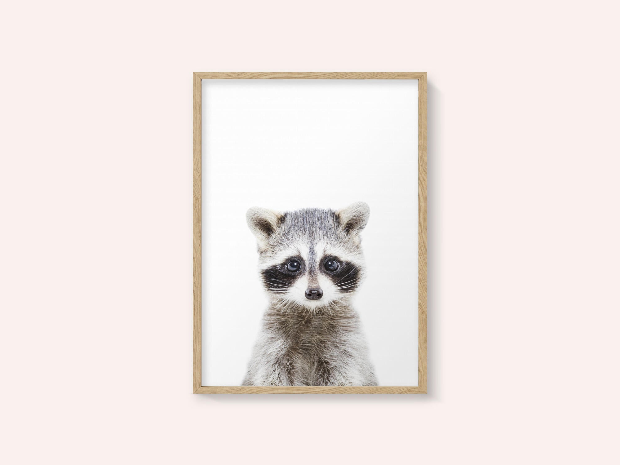 Baby Racoon