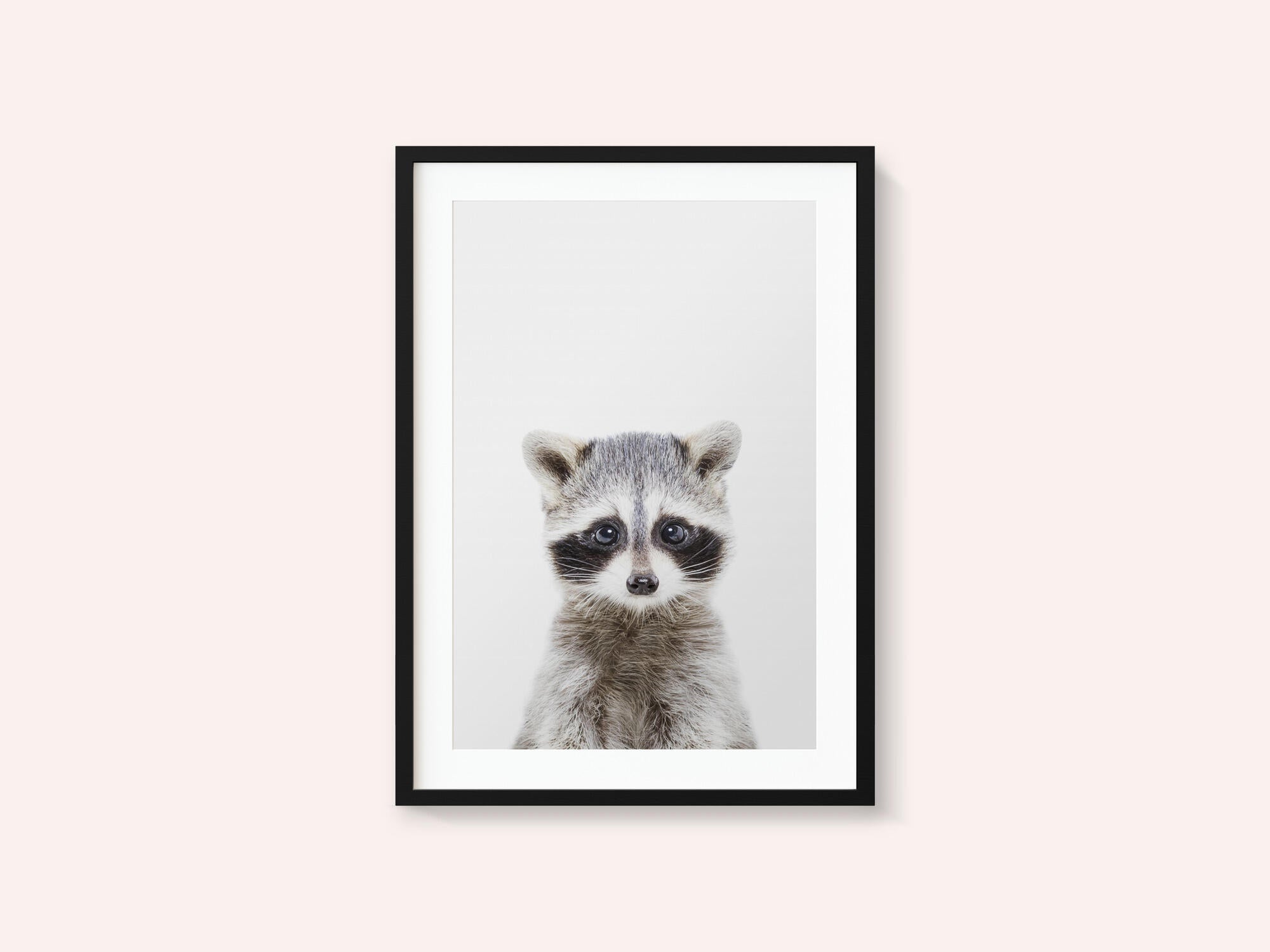 Baby Racoon