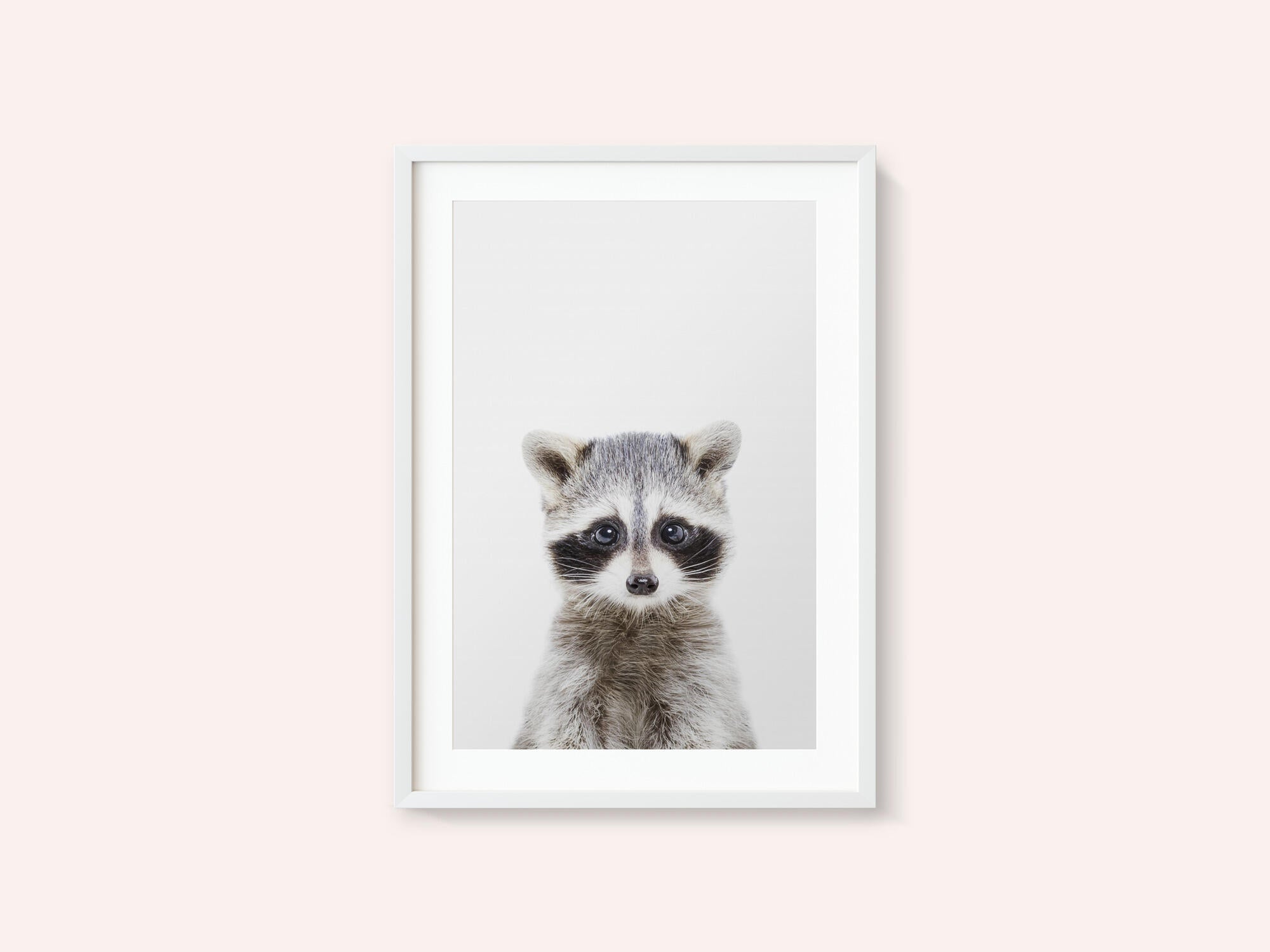 Baby Racoon
