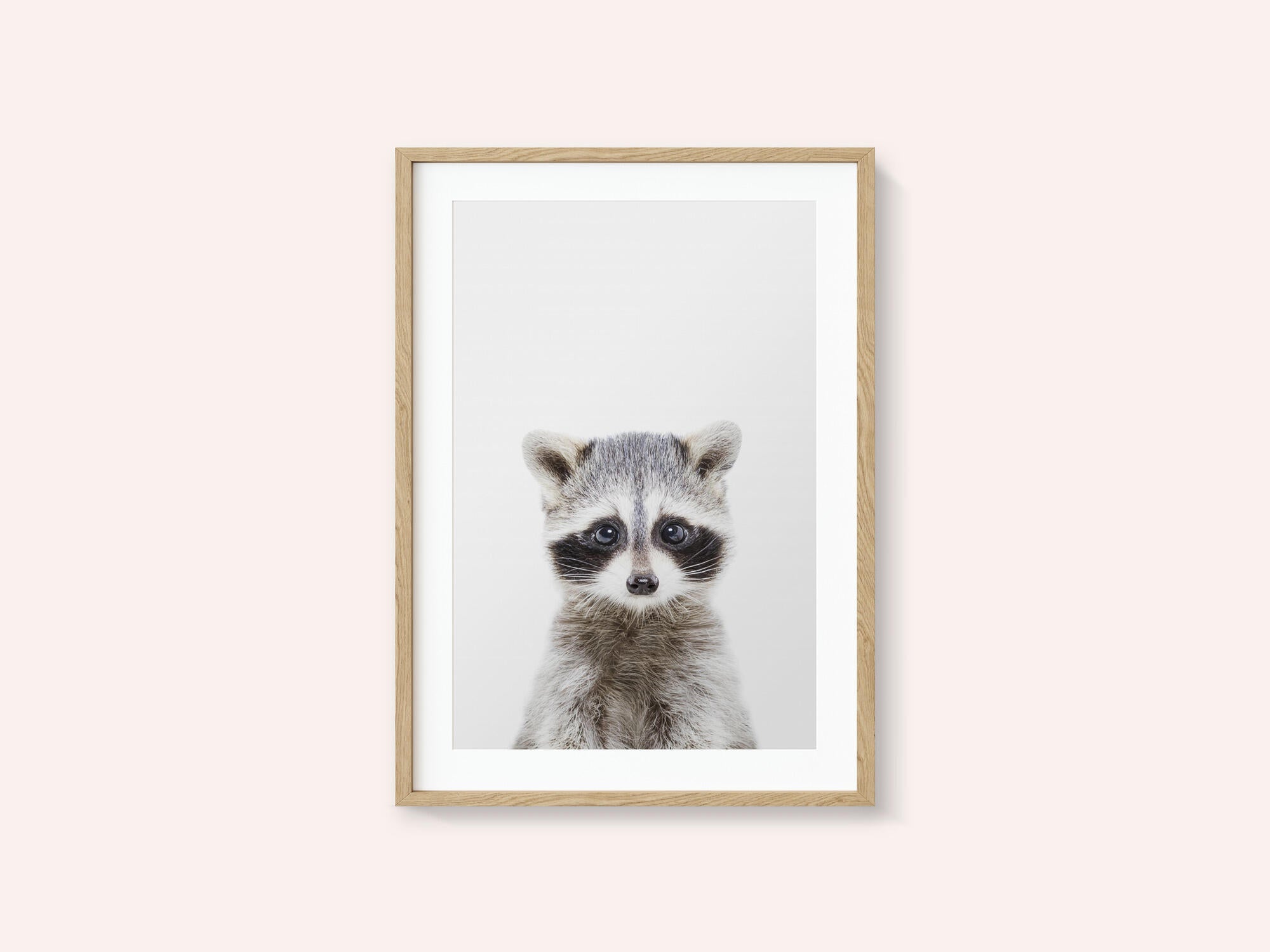 Baby Racoon