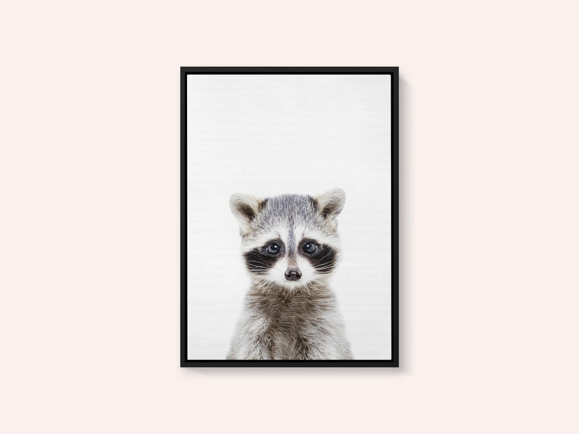 Baby Racoon