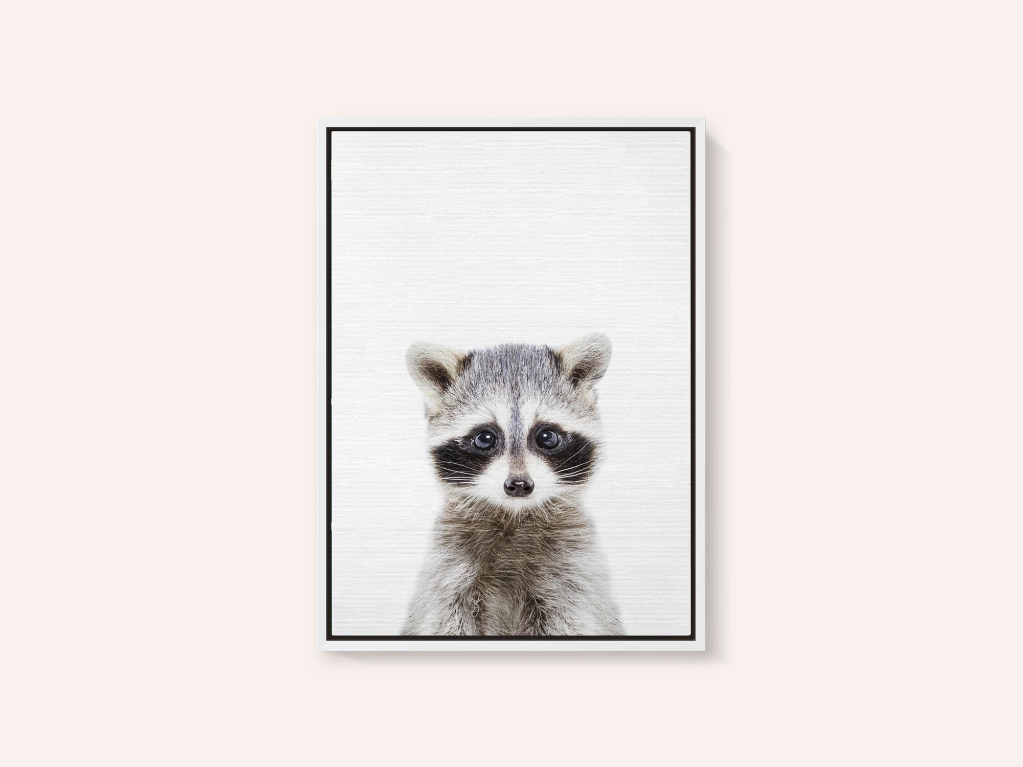 Baby Racoon