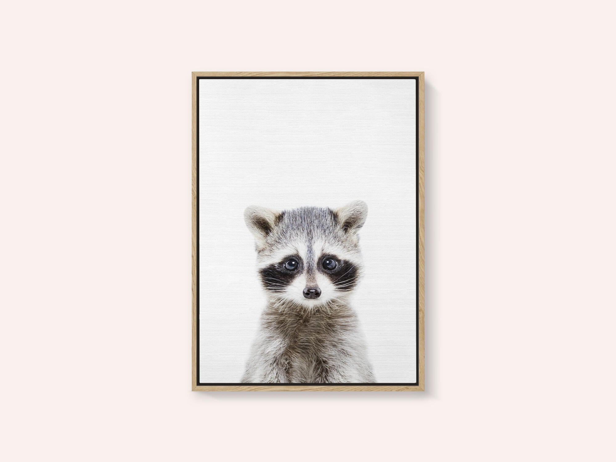 Baby Racoon