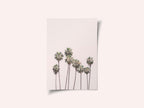 Blush Palms