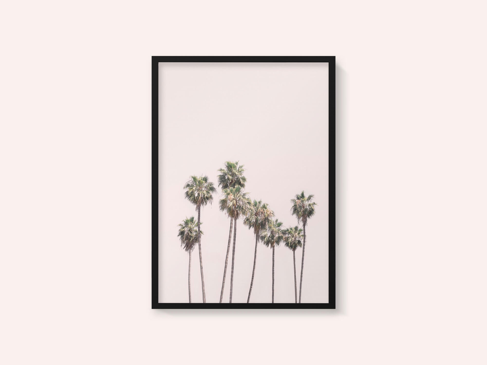 Blush Palms