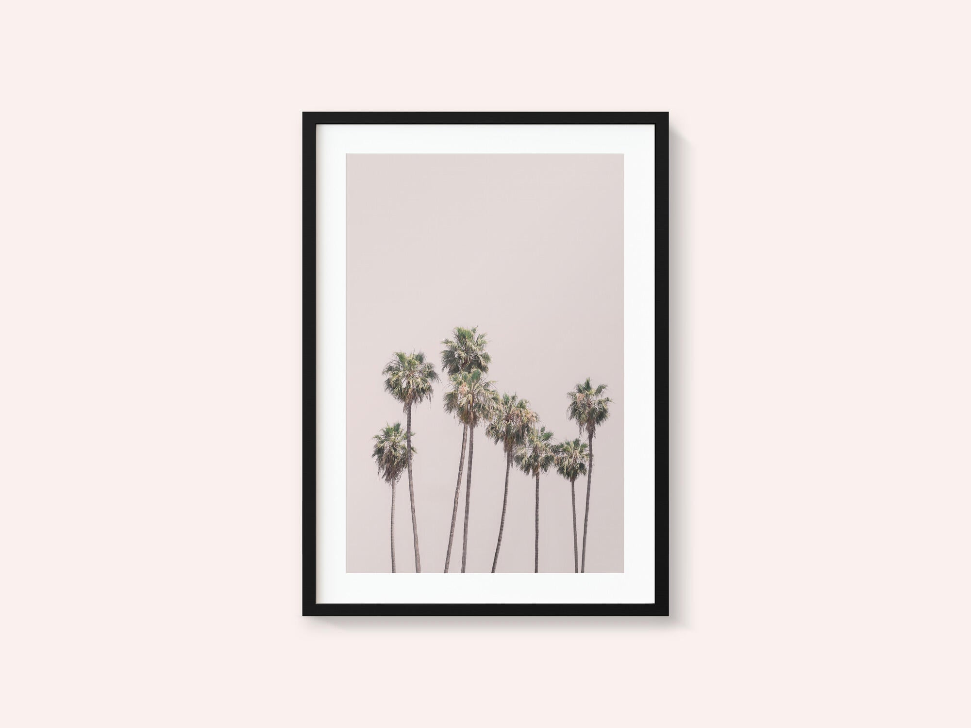 Blush Palms