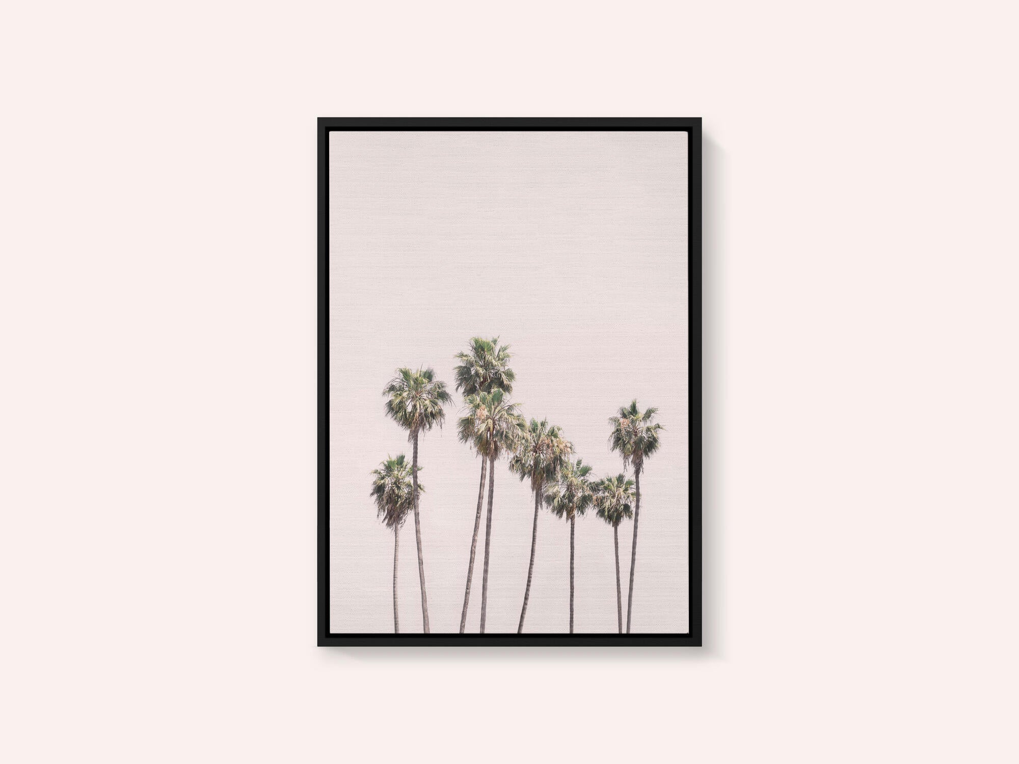 Blush Palms