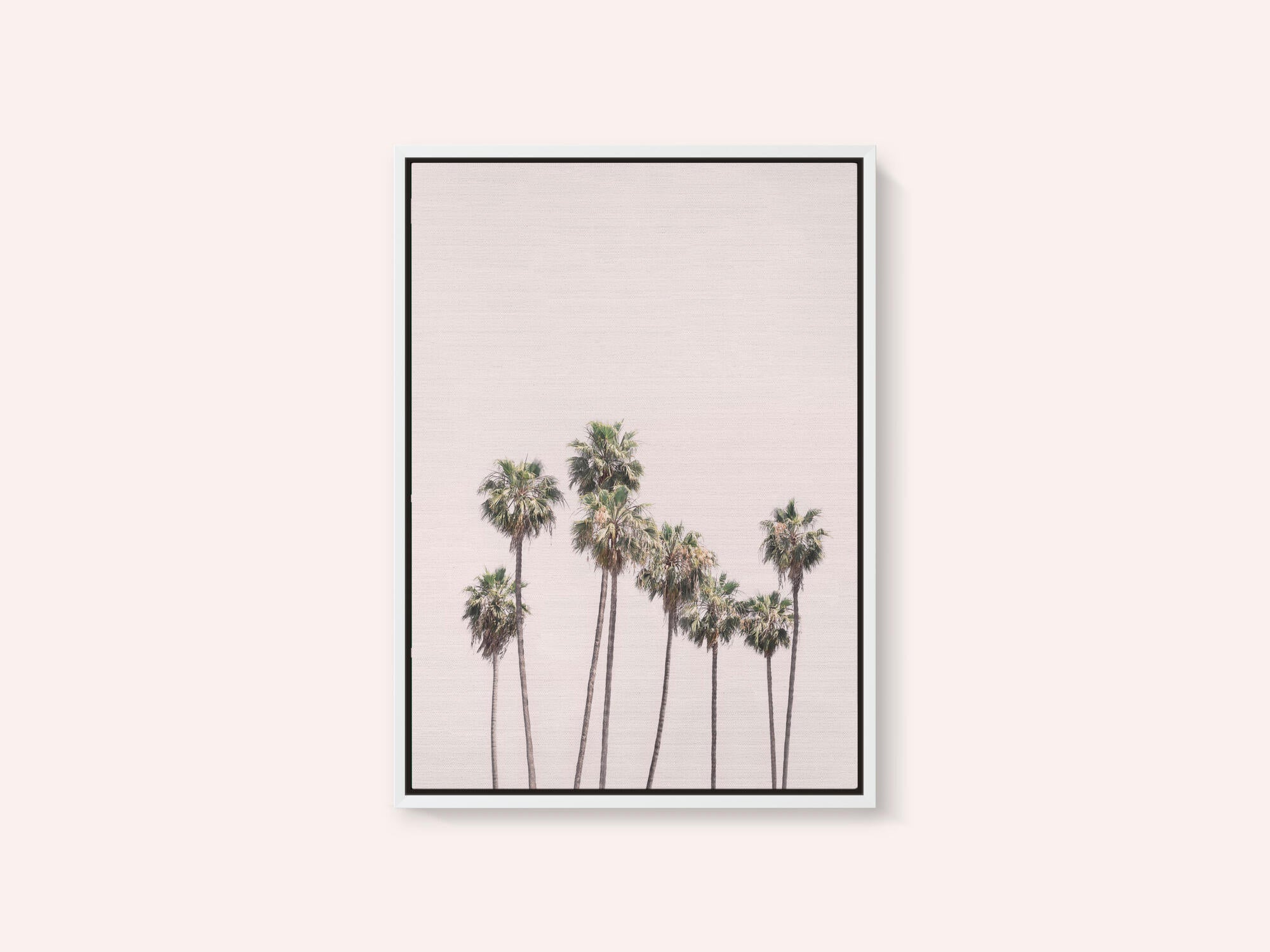 Blush Palms