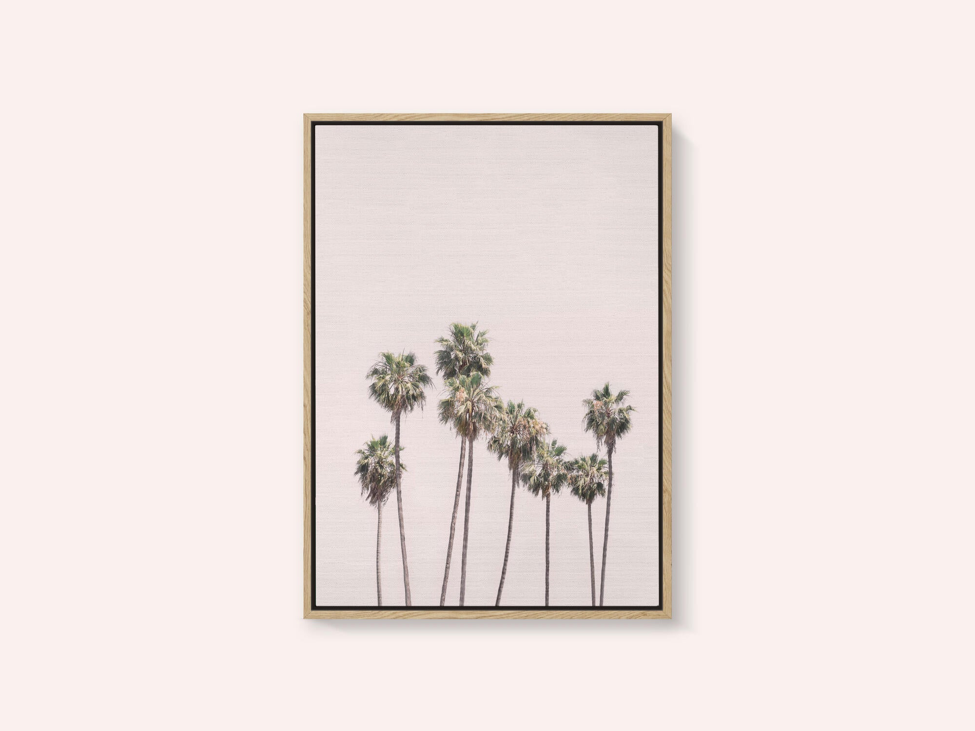 Blush Palms
