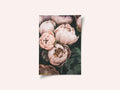 Coral Peonies