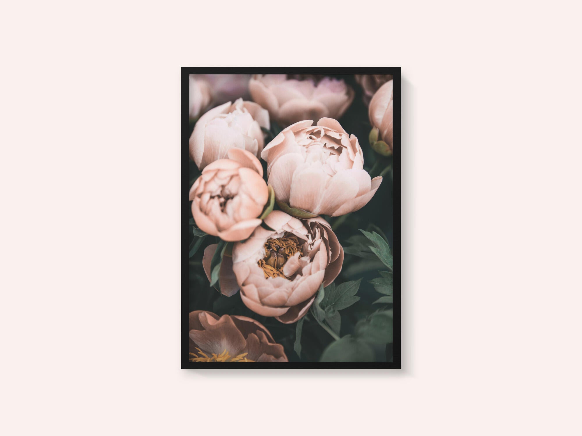 Coral Peonies