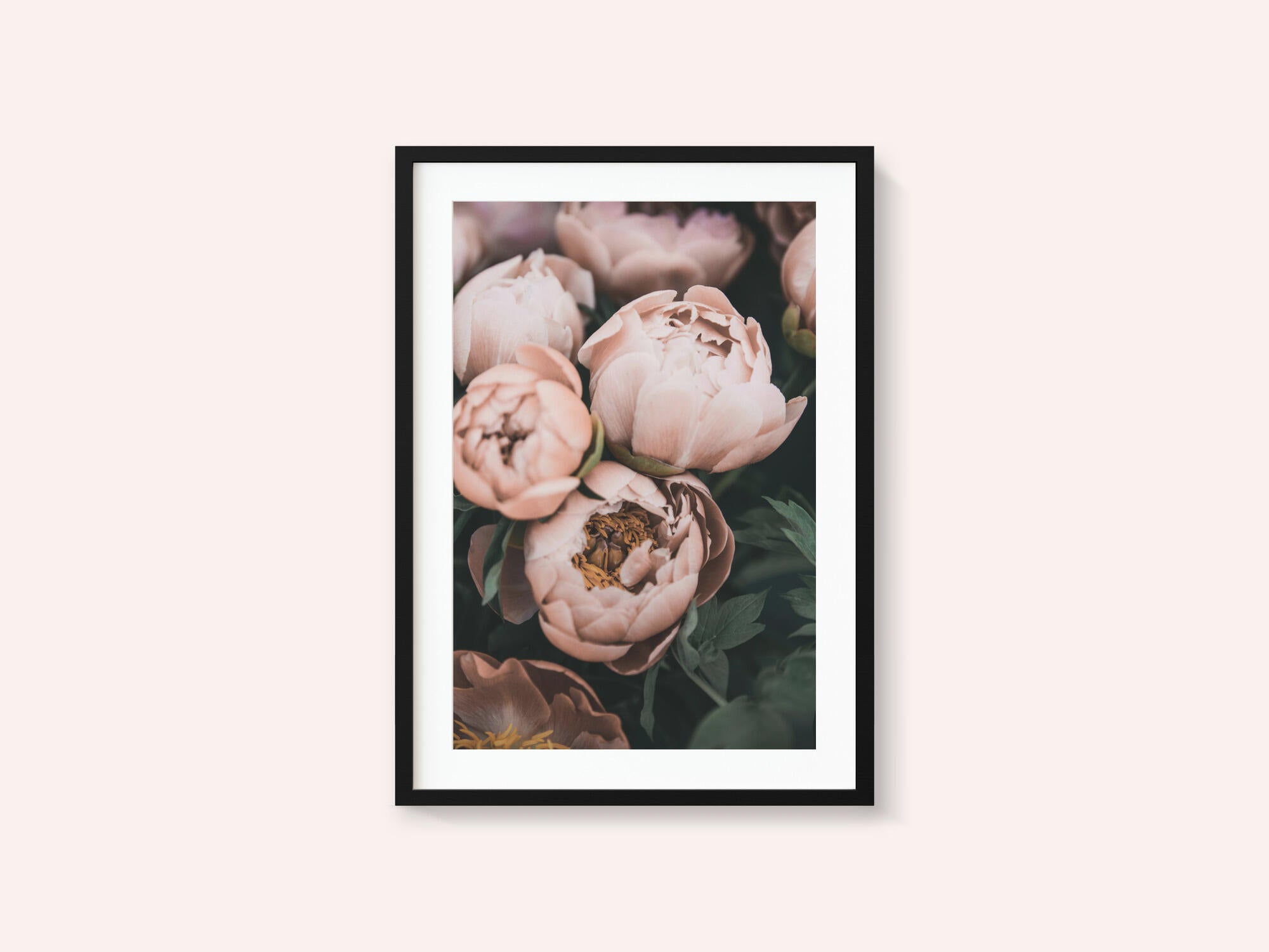 Coral Peonies
