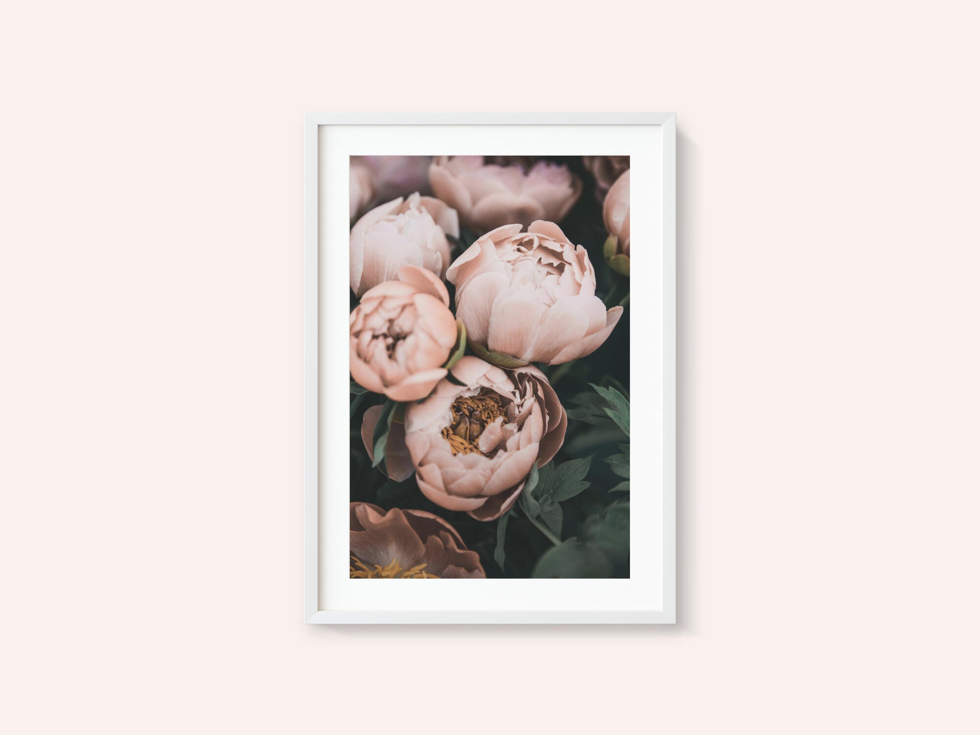 Coral Peonies