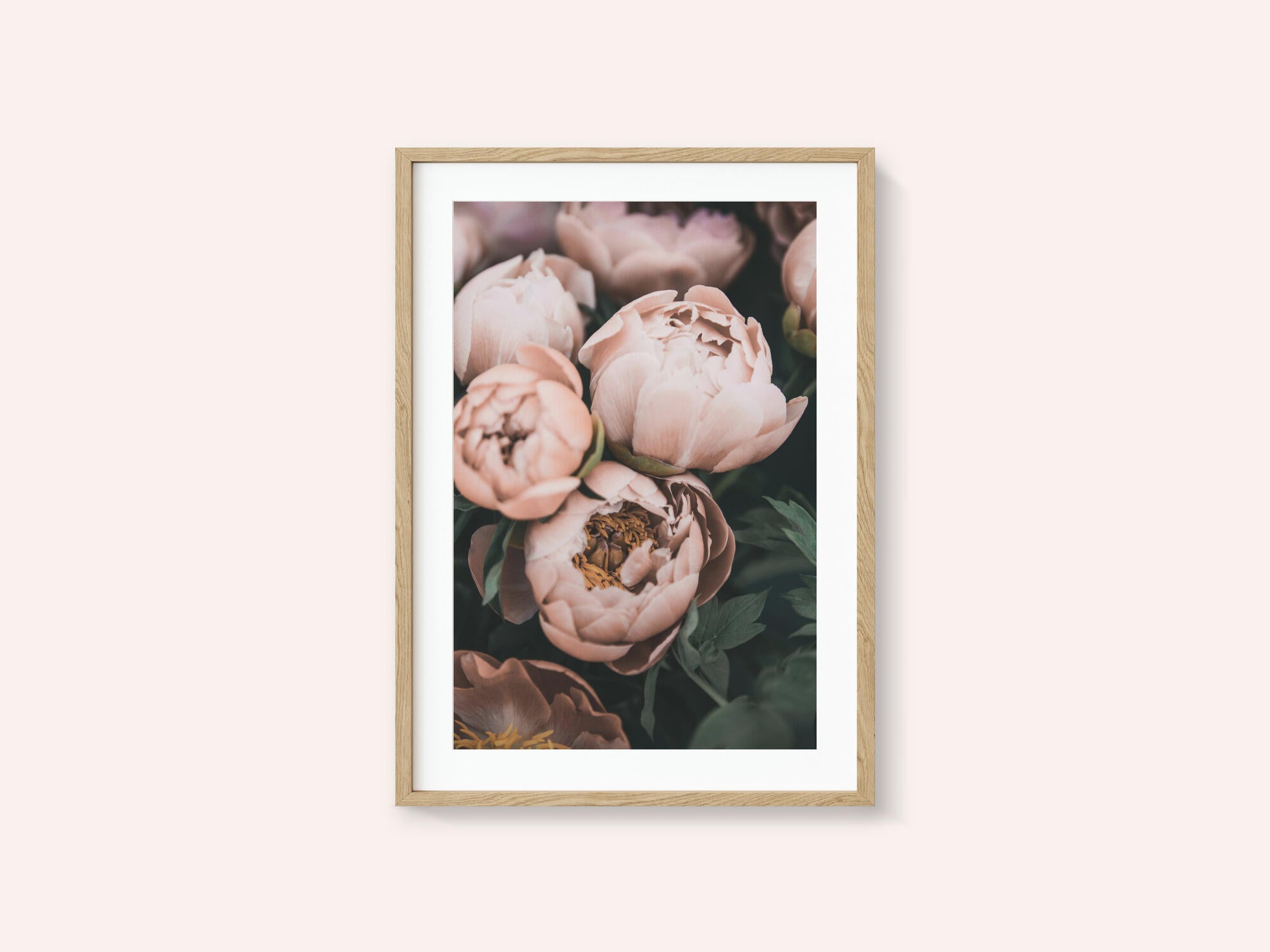 Coral Peonies