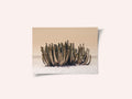 Peach Sky Cactus