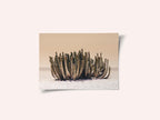 Peach Sky Cactus