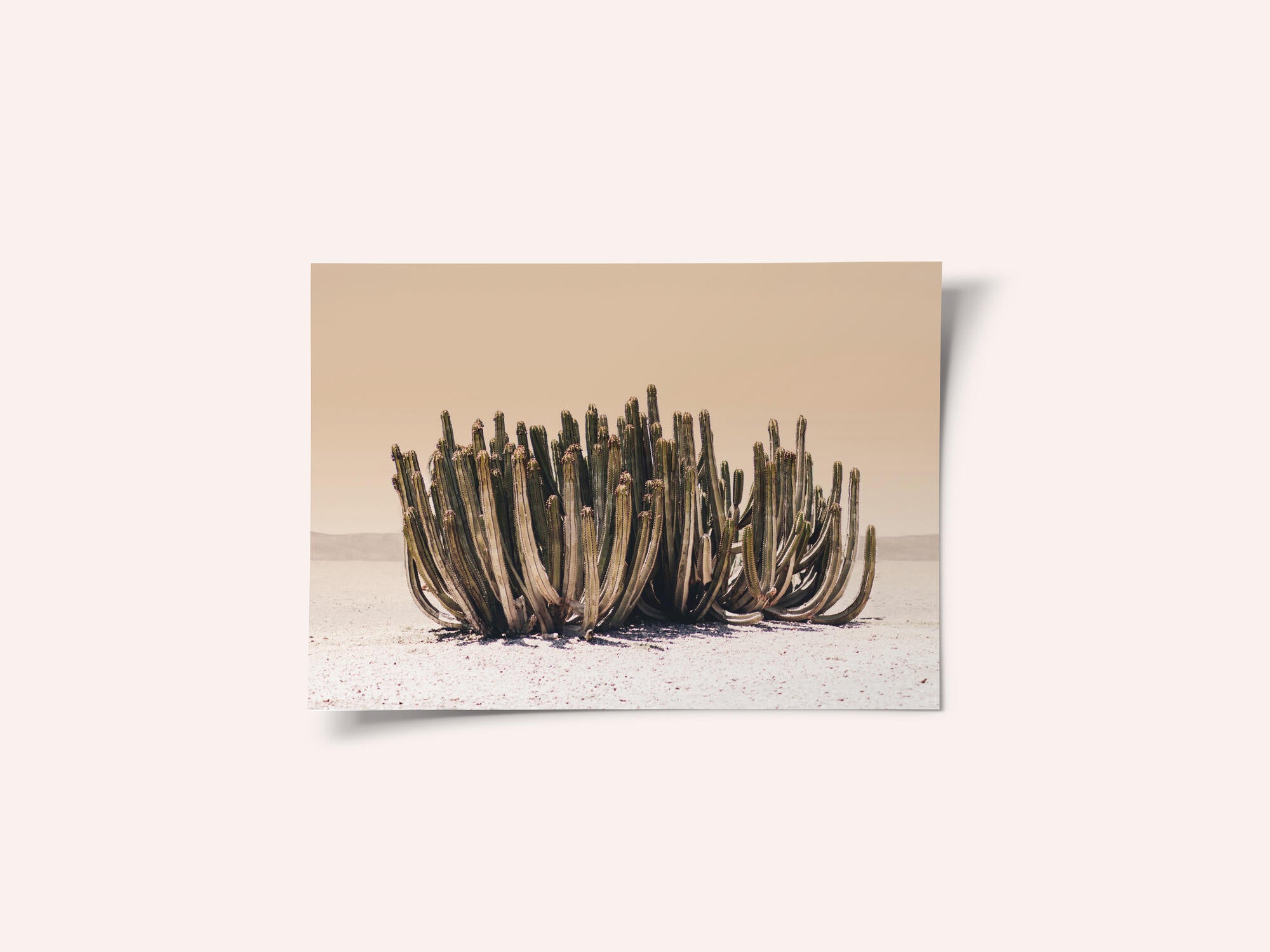 Peach Sky Cactus