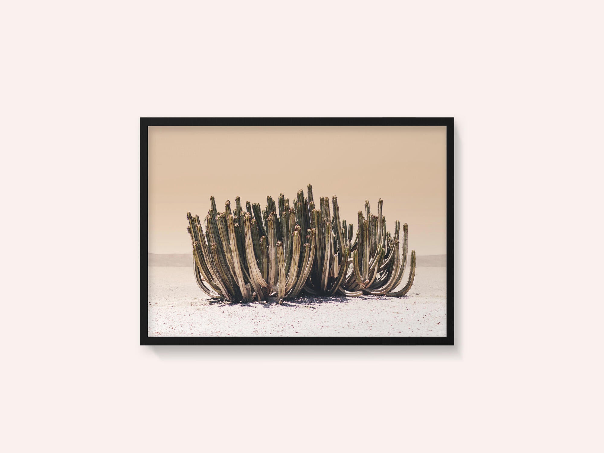 Peach Sky Cactus