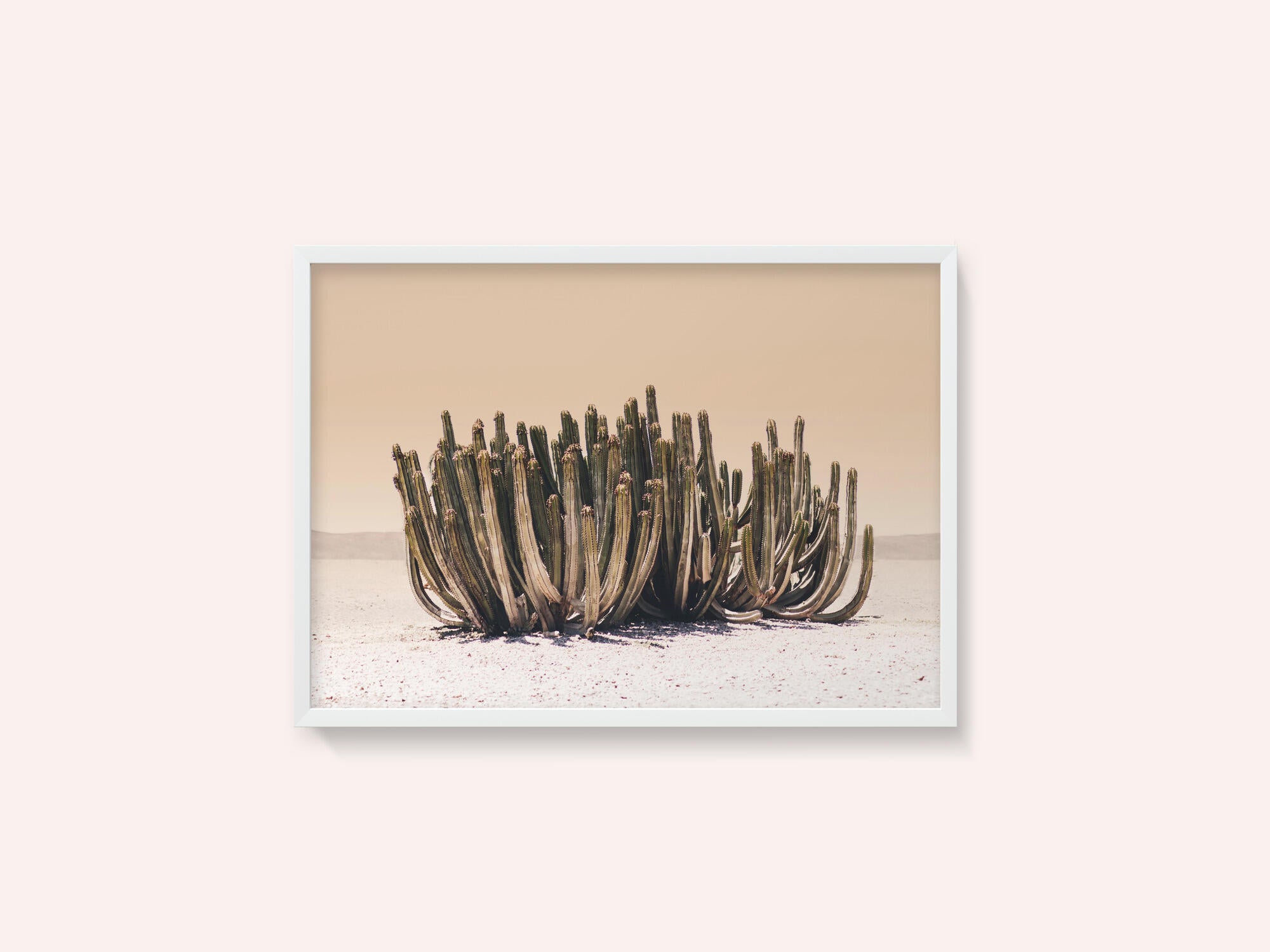 Peach Sky Cactus