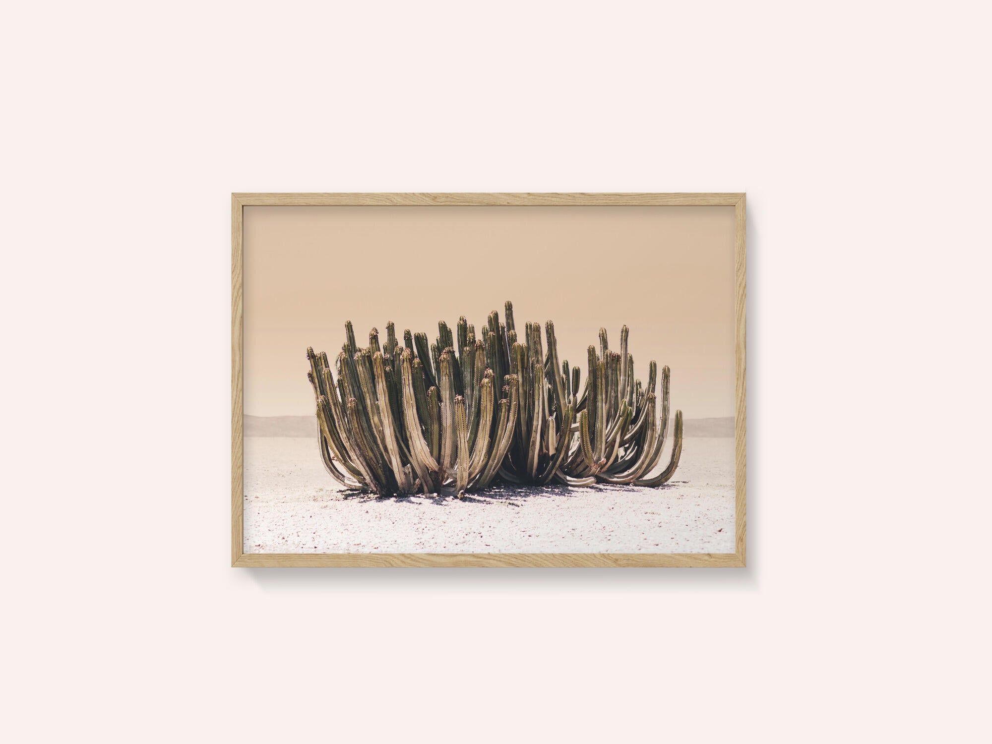 Peach Sky Cactus