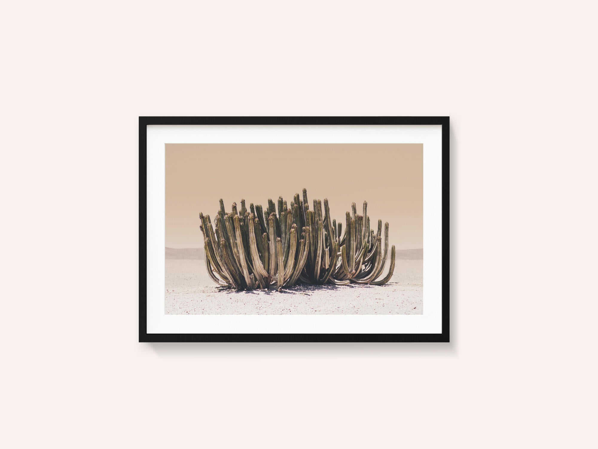 Peach Sky Cactus