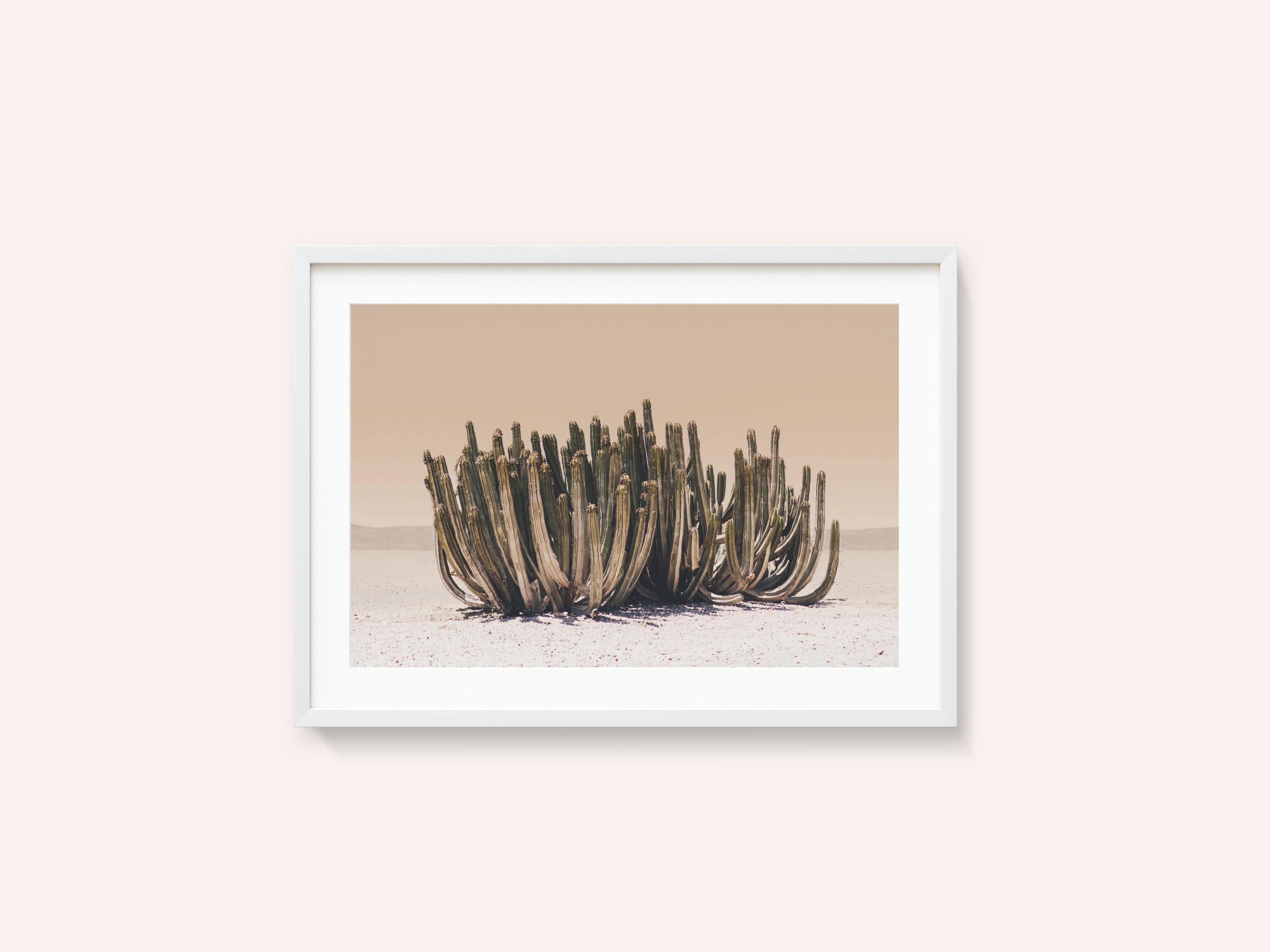 Peach Sky Cactus
