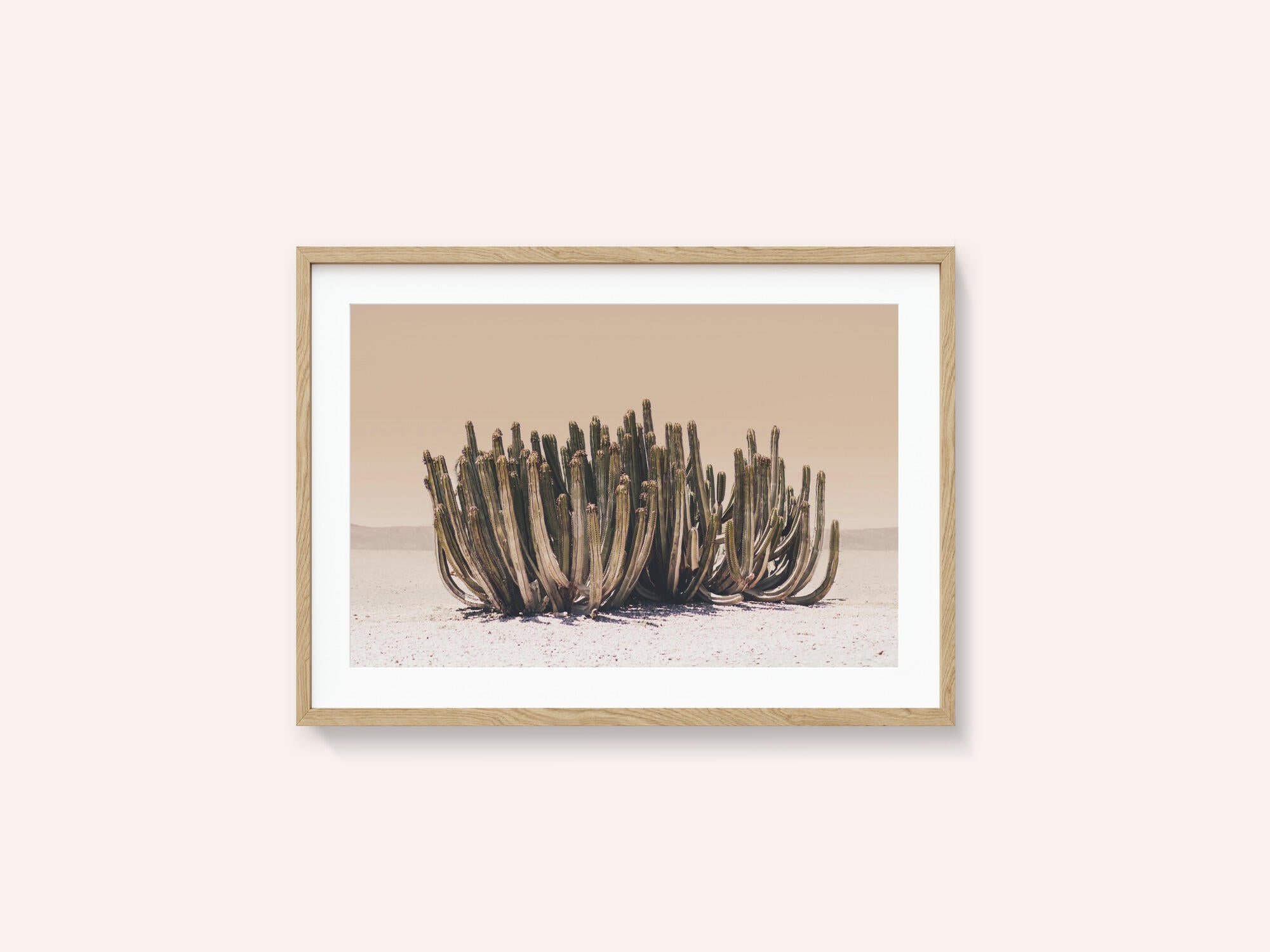 Peach Sky Cactus