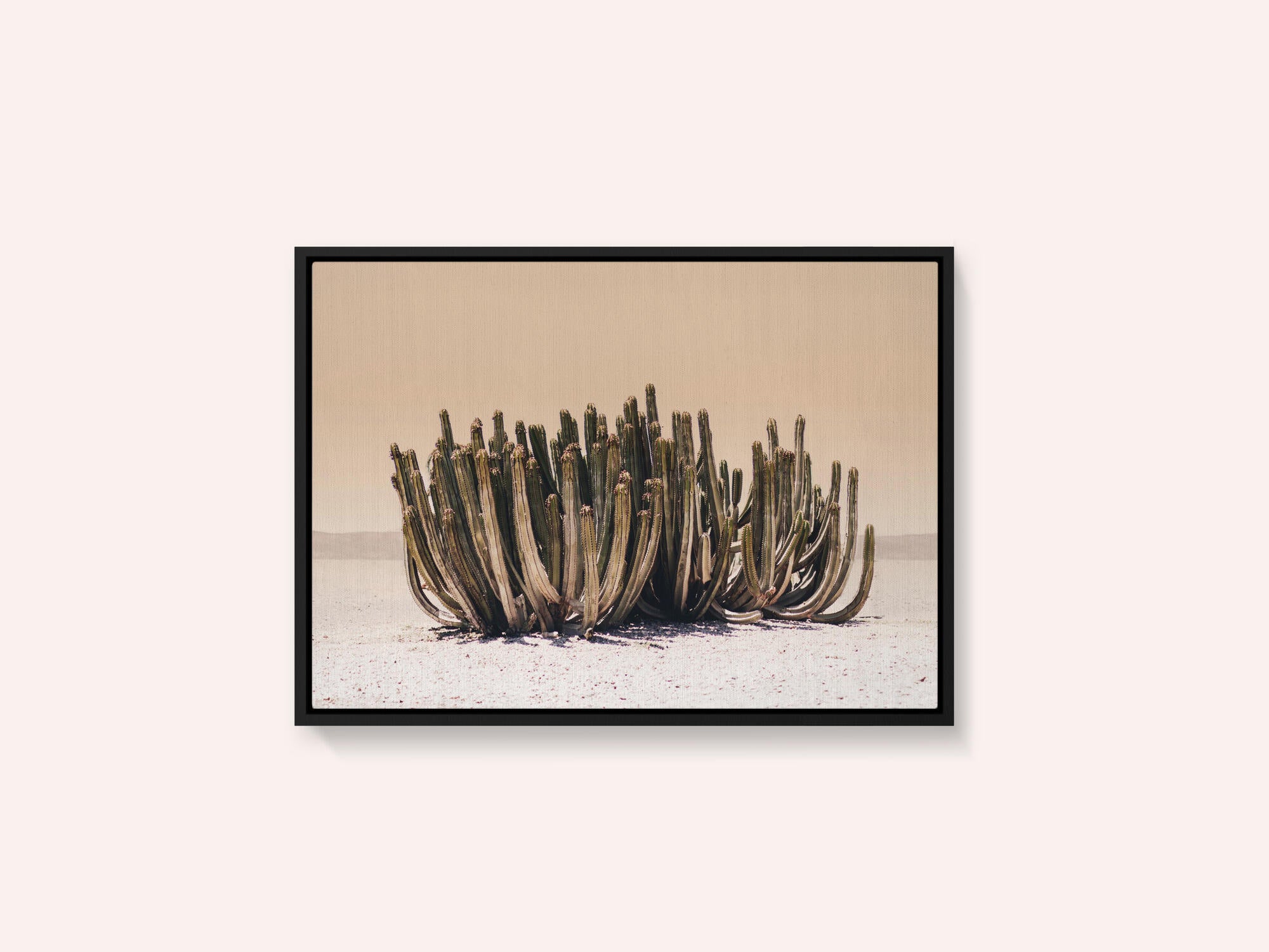 Peach Sky Cactus