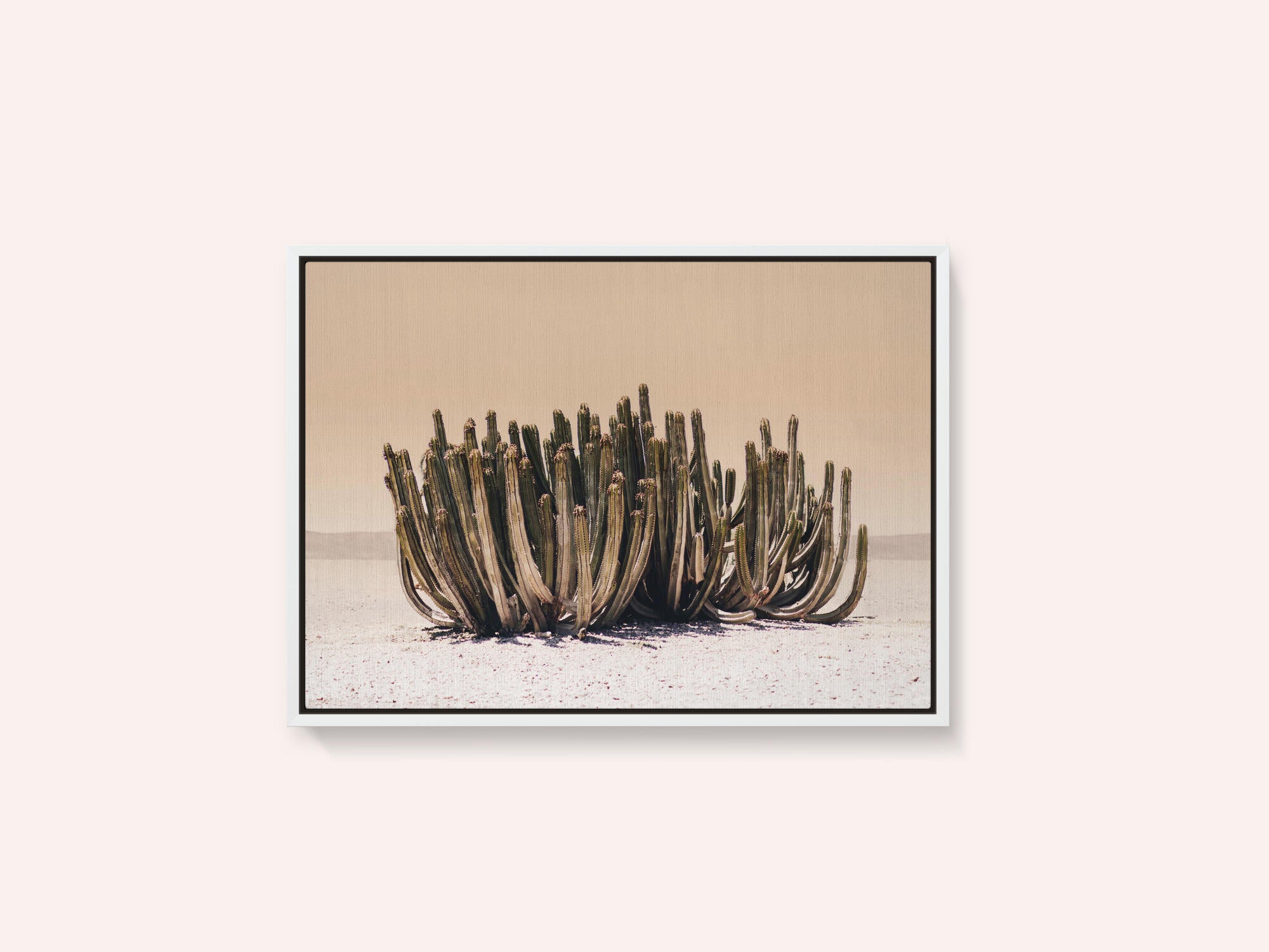 Peach Sky Cactus