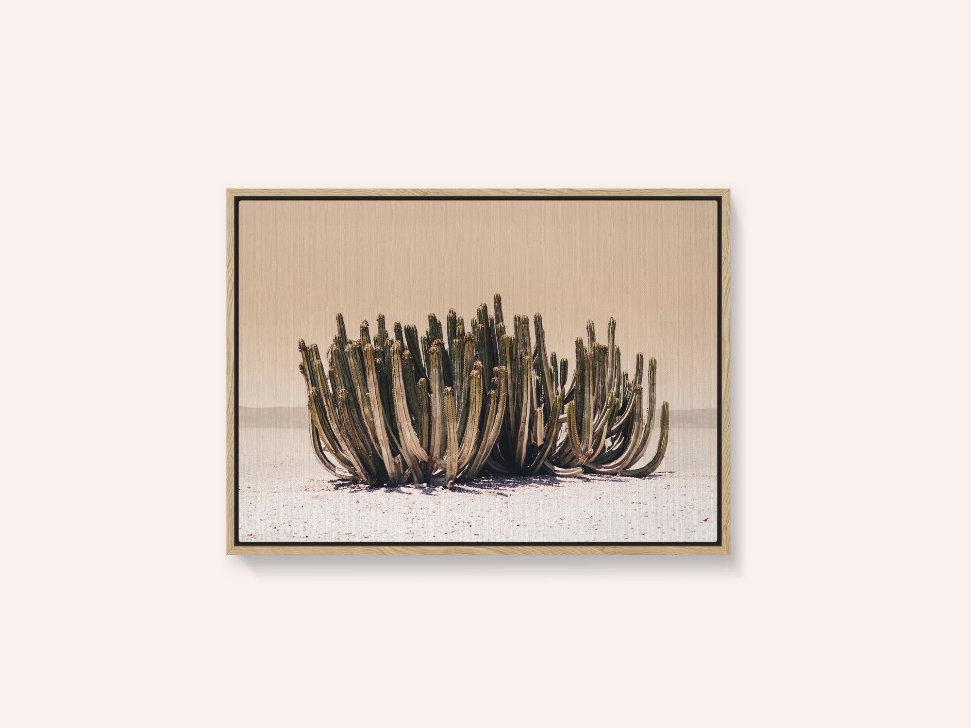 Peach Sky Cactus