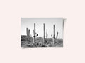Grey Cactus Land