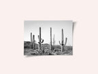 Grey Cactus Land