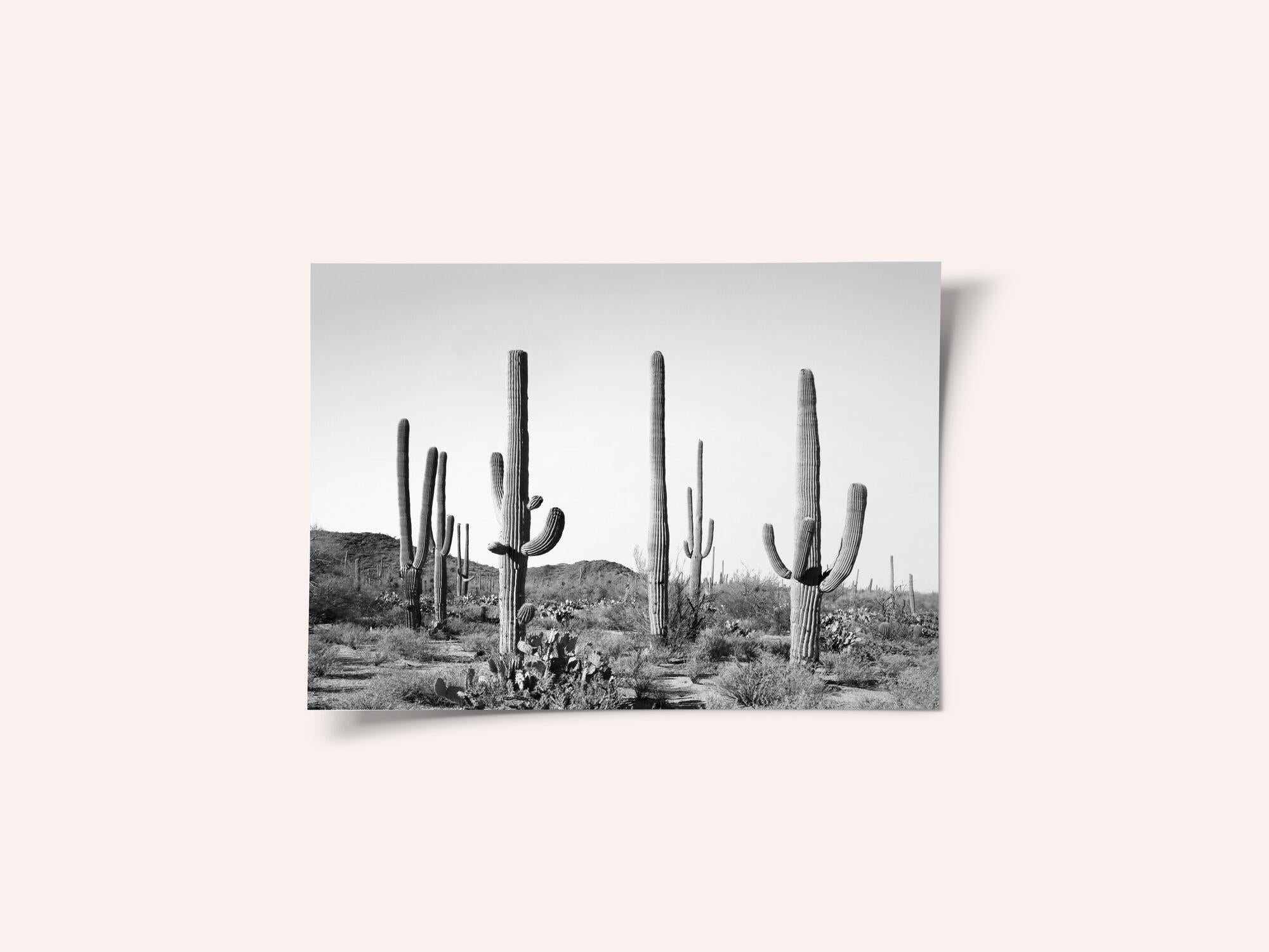 Grey Cactus Land