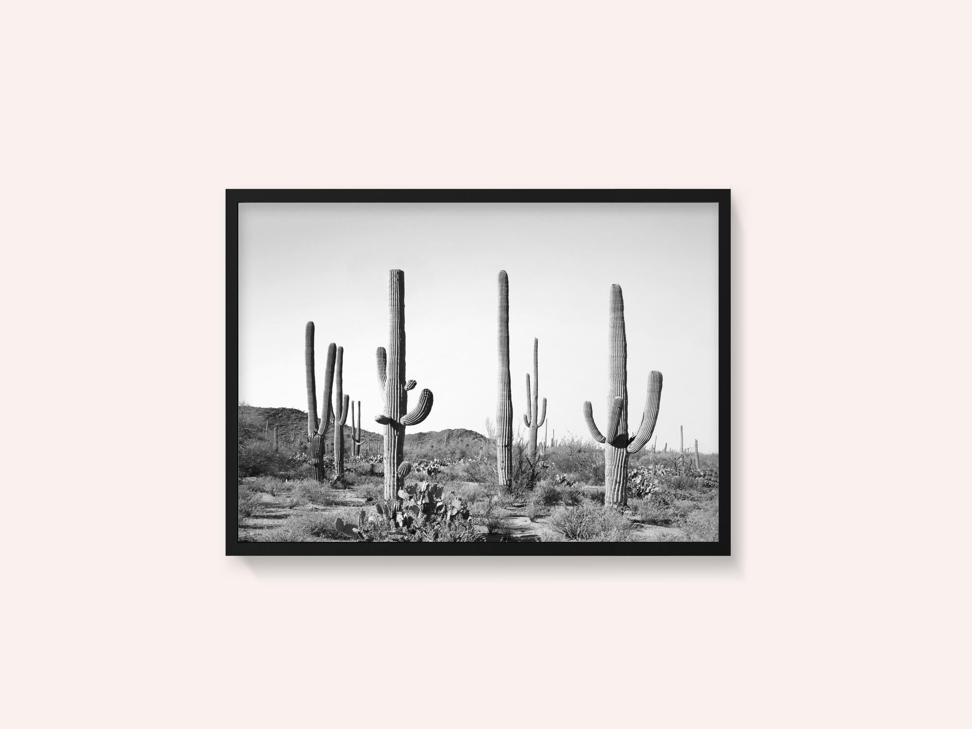 Grey Cactus Land
