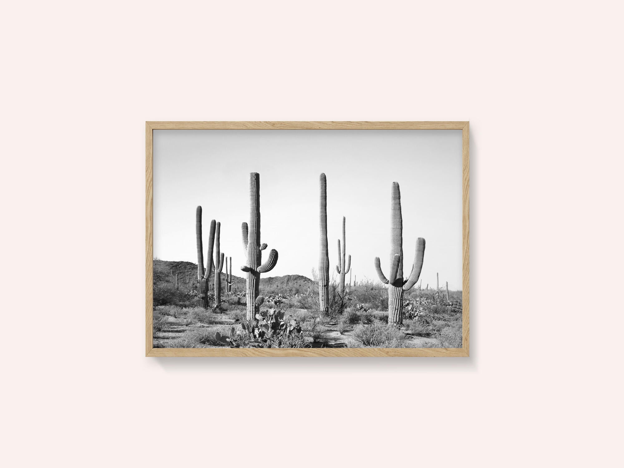 Grey Cactus Land