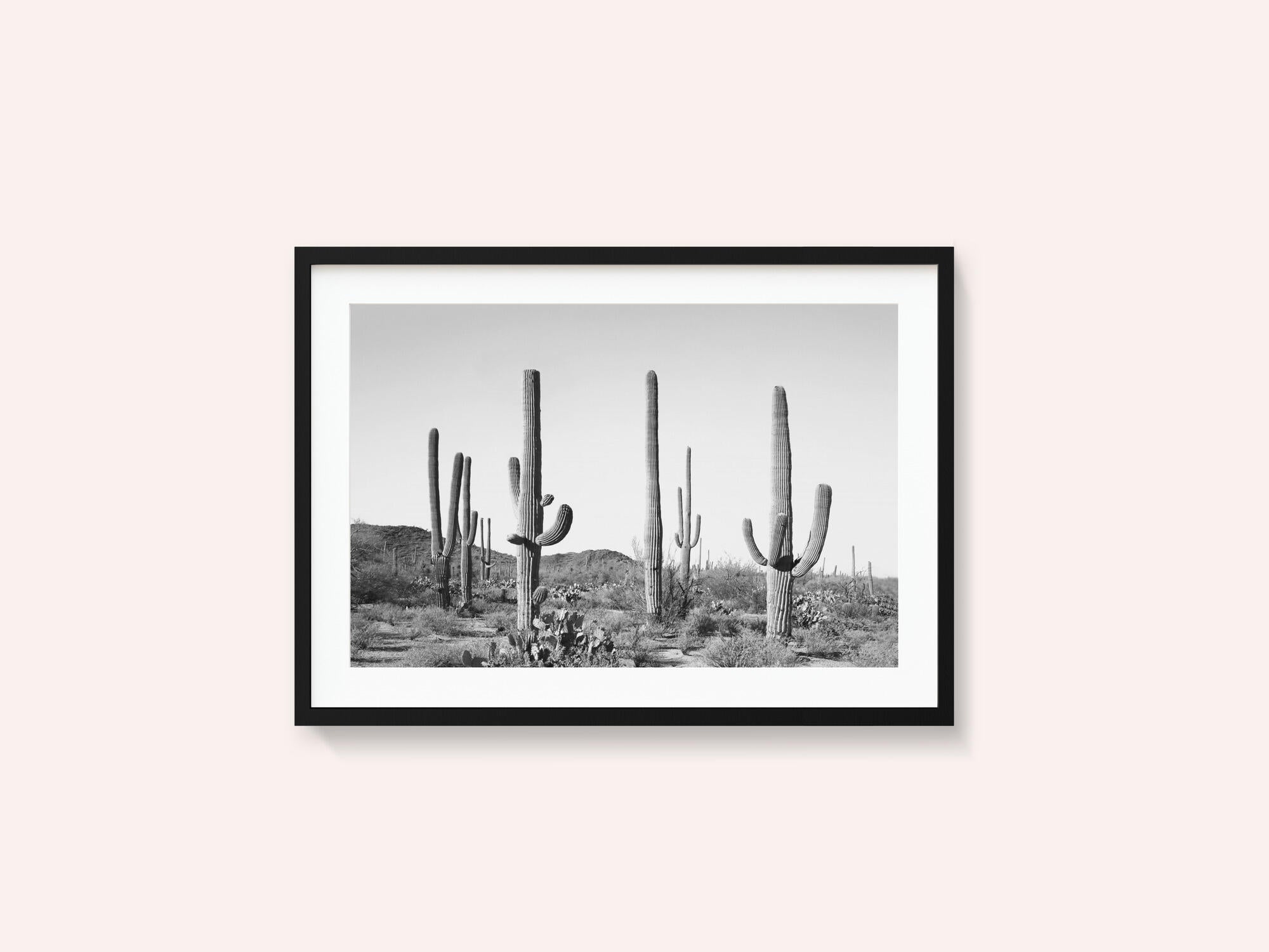 Grey Cactus Land
