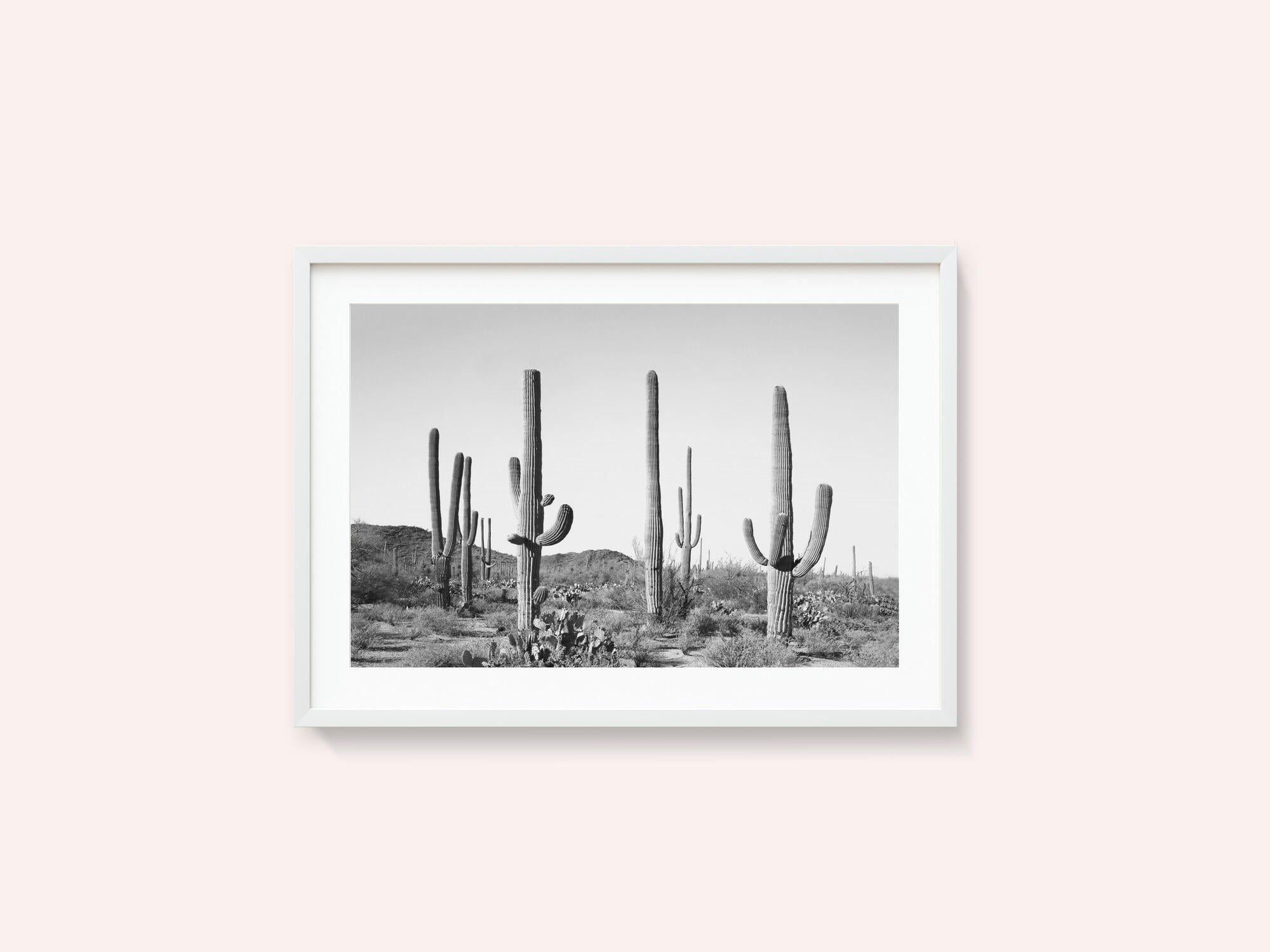 Grey Cactus Land
