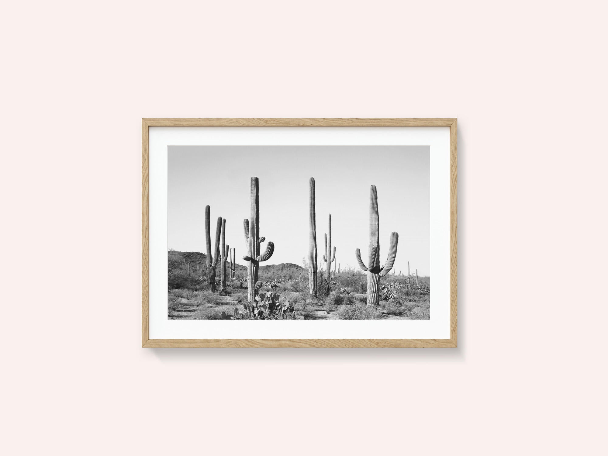 Grey Cactus Land