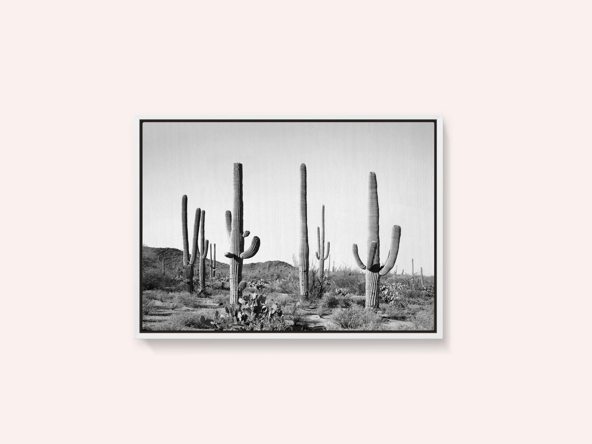 Grey Cactus Land