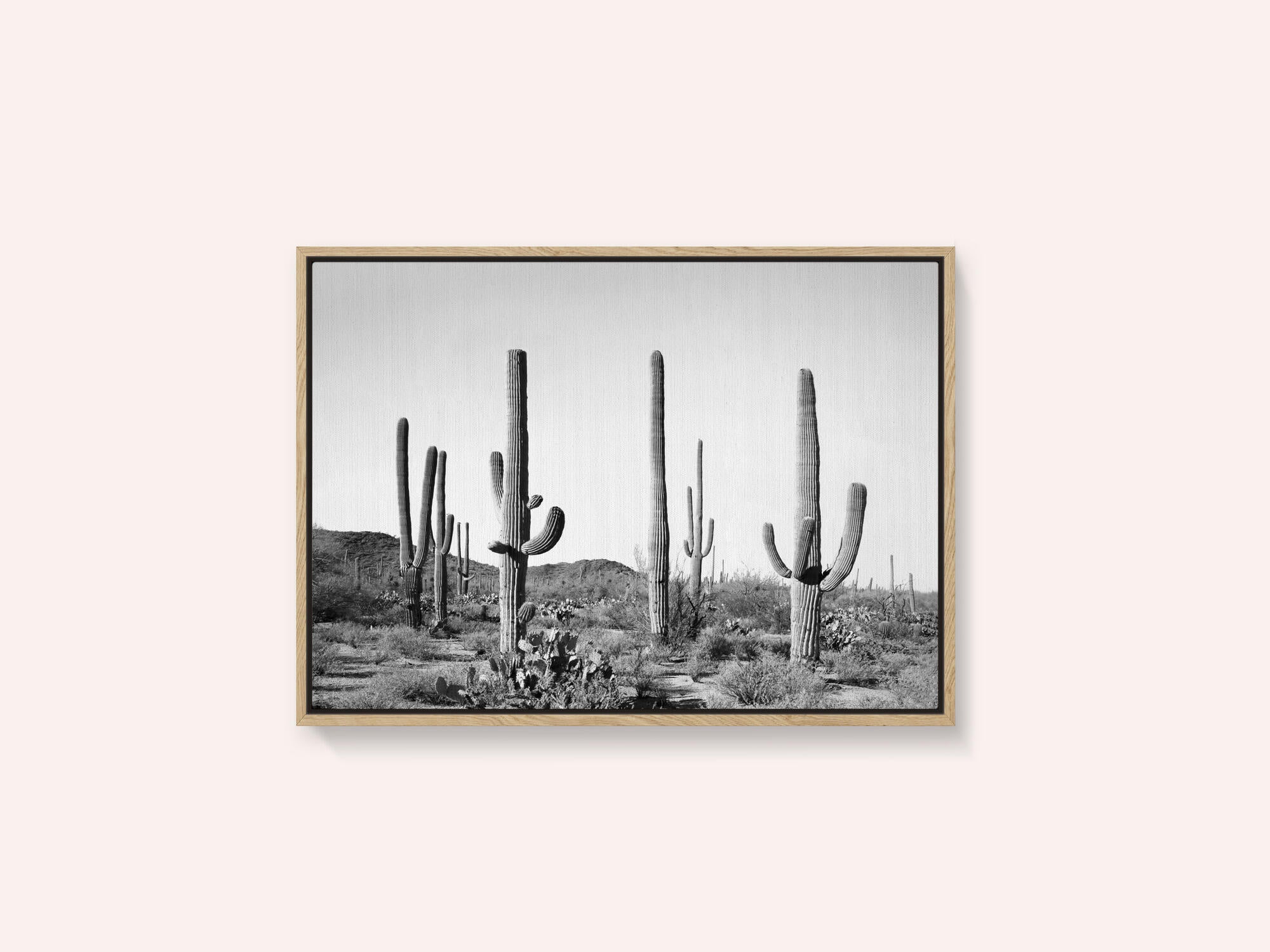 Grey Cactus Land