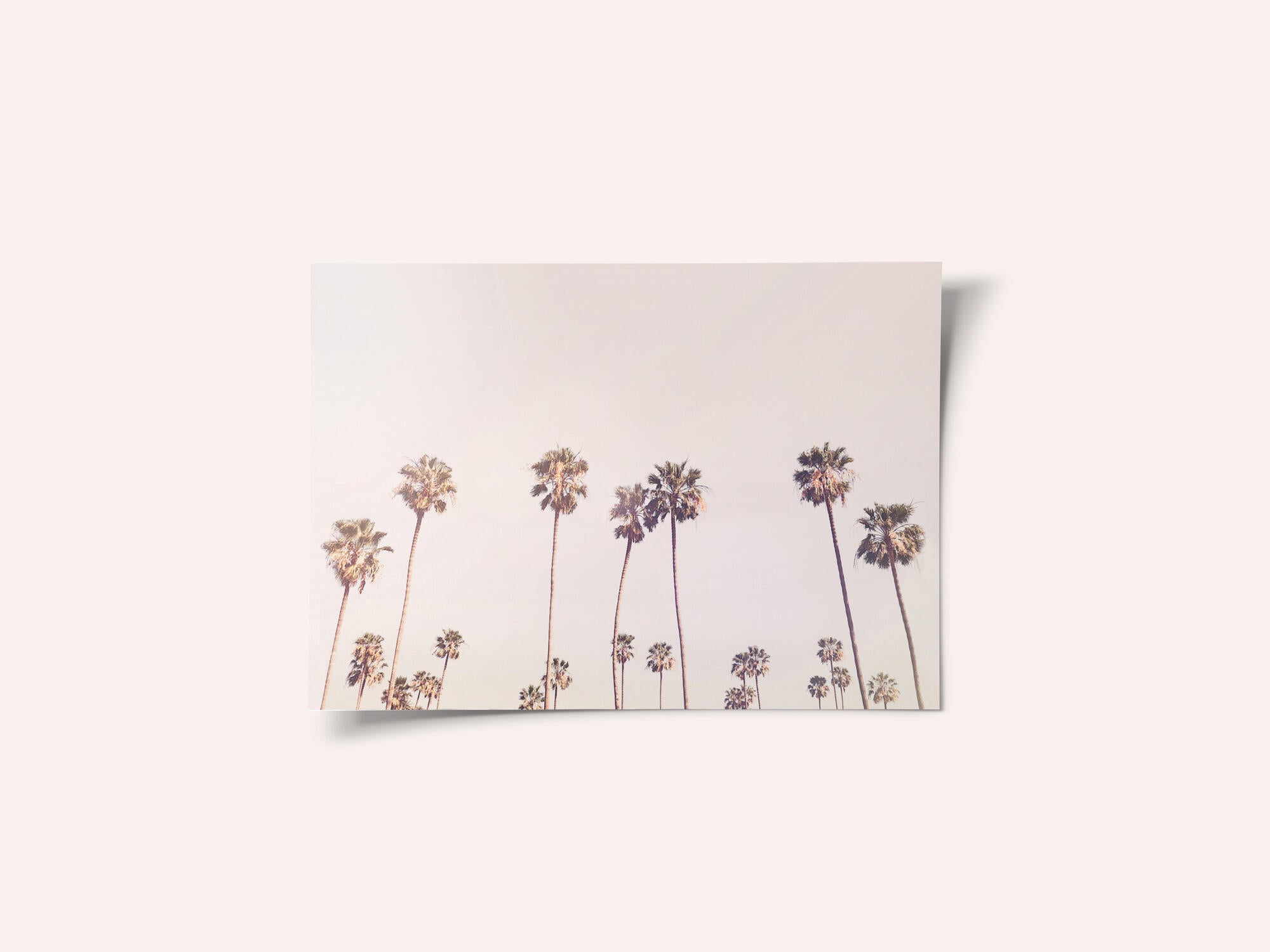 Sunny Cali Palm Trees