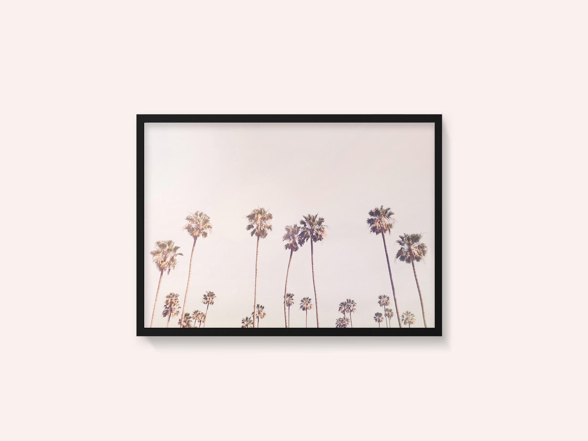 Sunny Cali Palm Trees