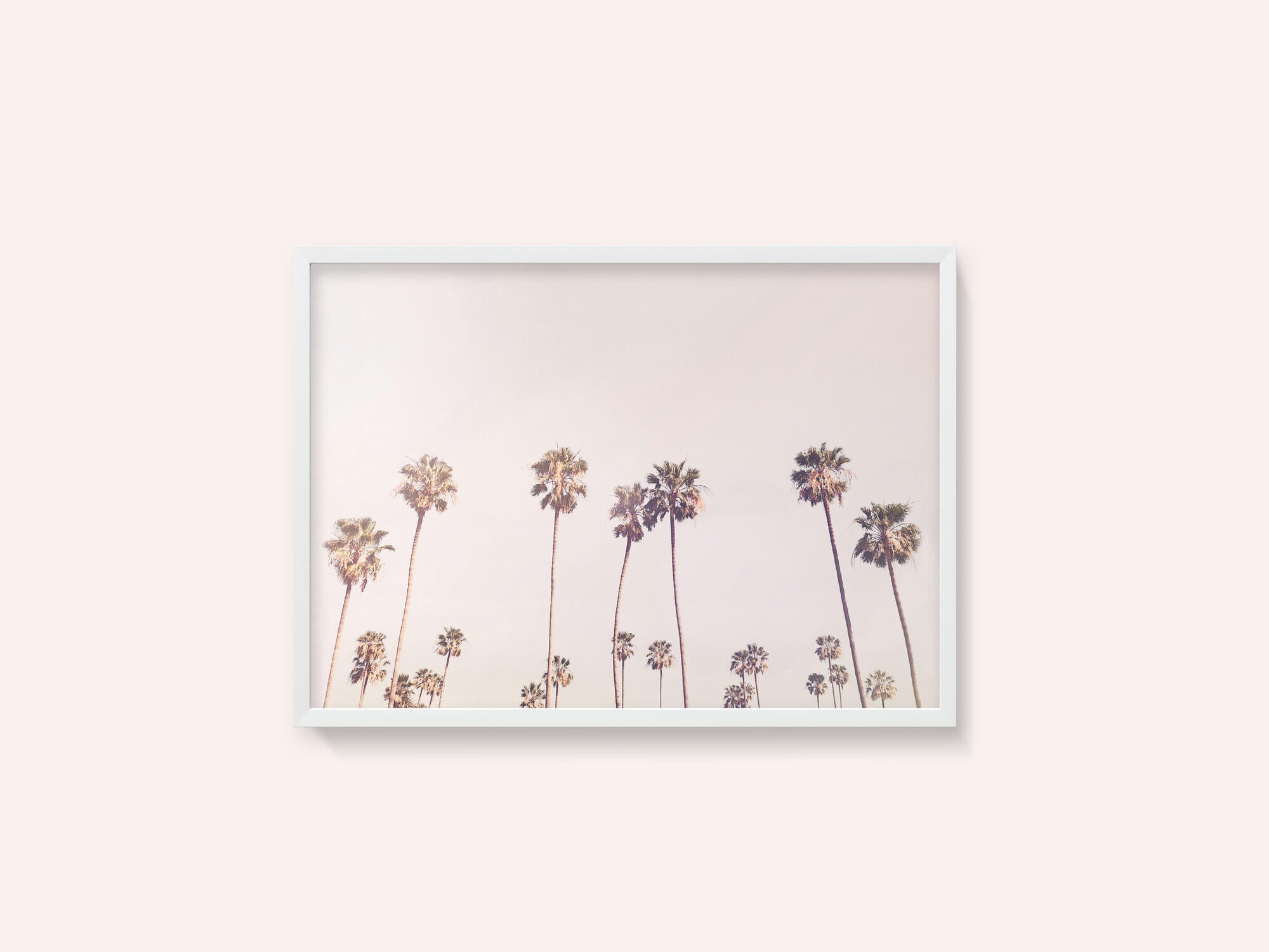 Sunny Cali Palm Trees