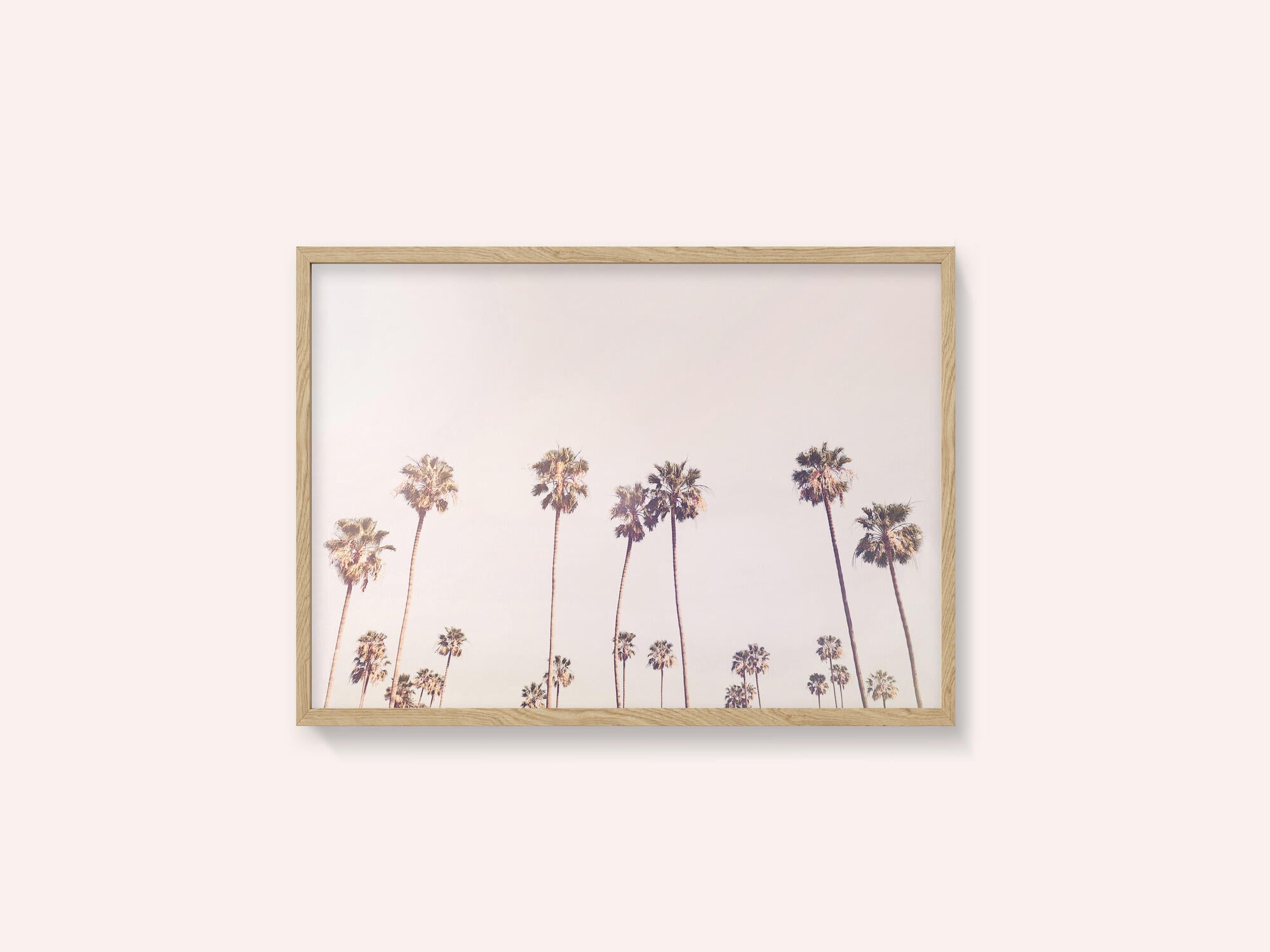 Sunny Cali Palm Trees