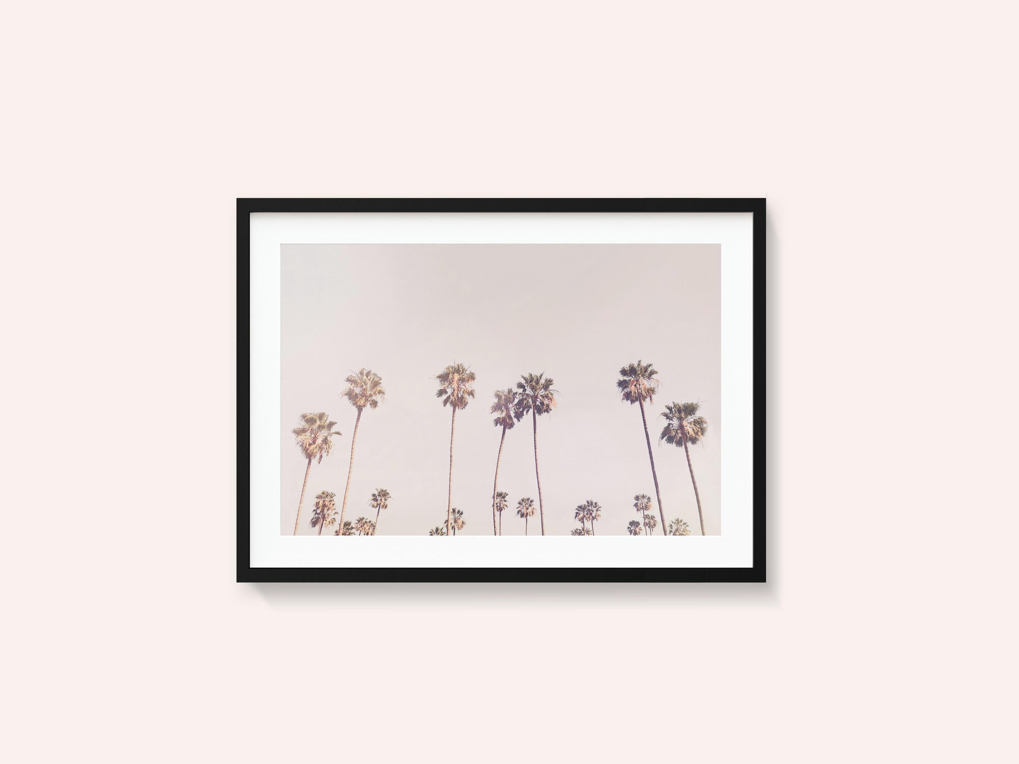 Sunny Cali Palm Trees