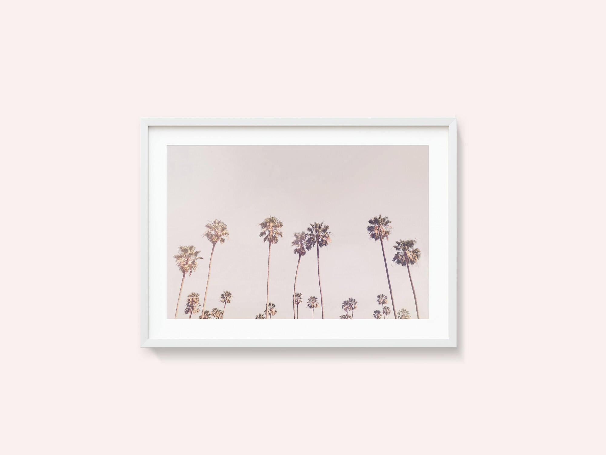 Sunny Cali Palm Trees
