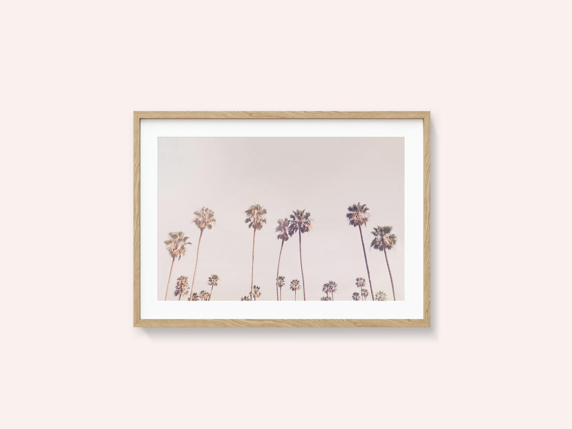 Sunny Cali Palm Trees