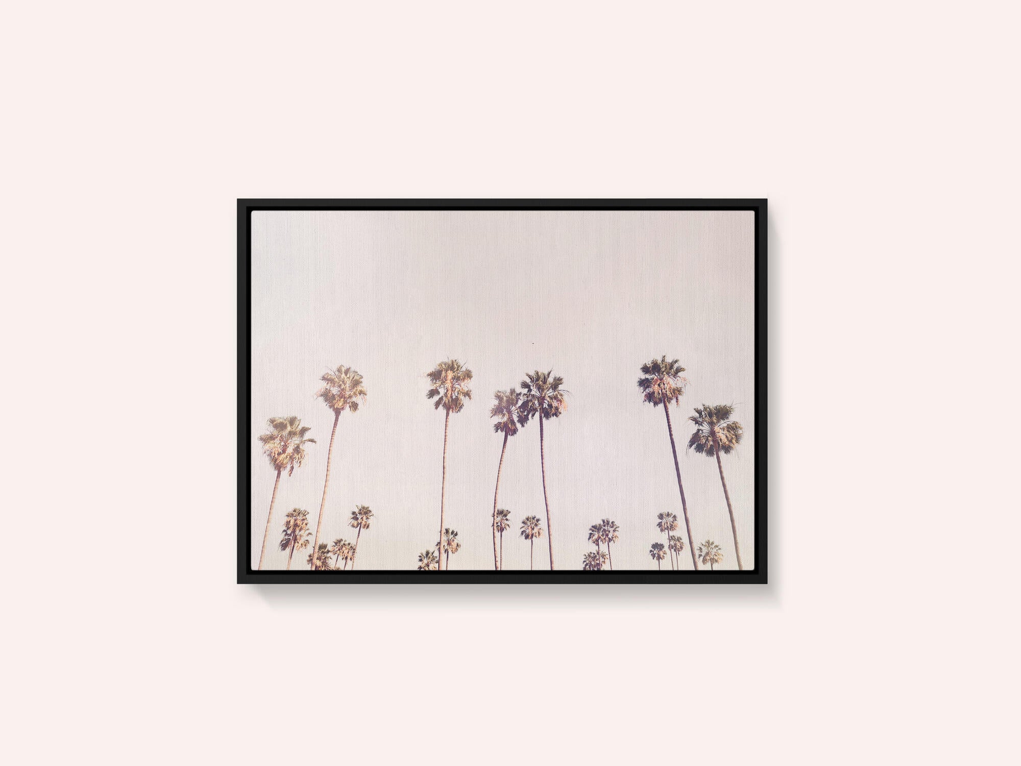 Sunny Cali Palm Trees