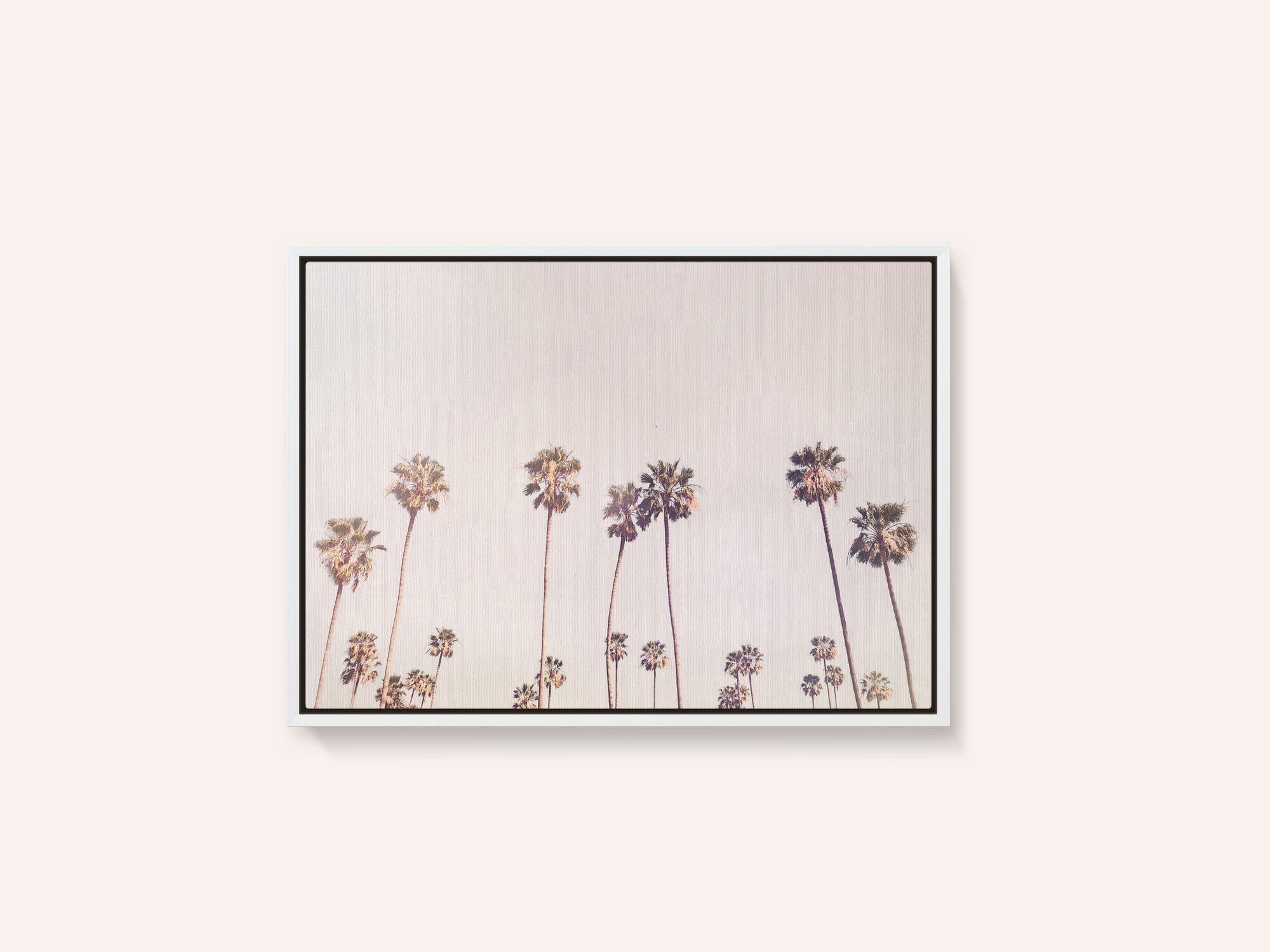 Sunny Cali Palm Trees