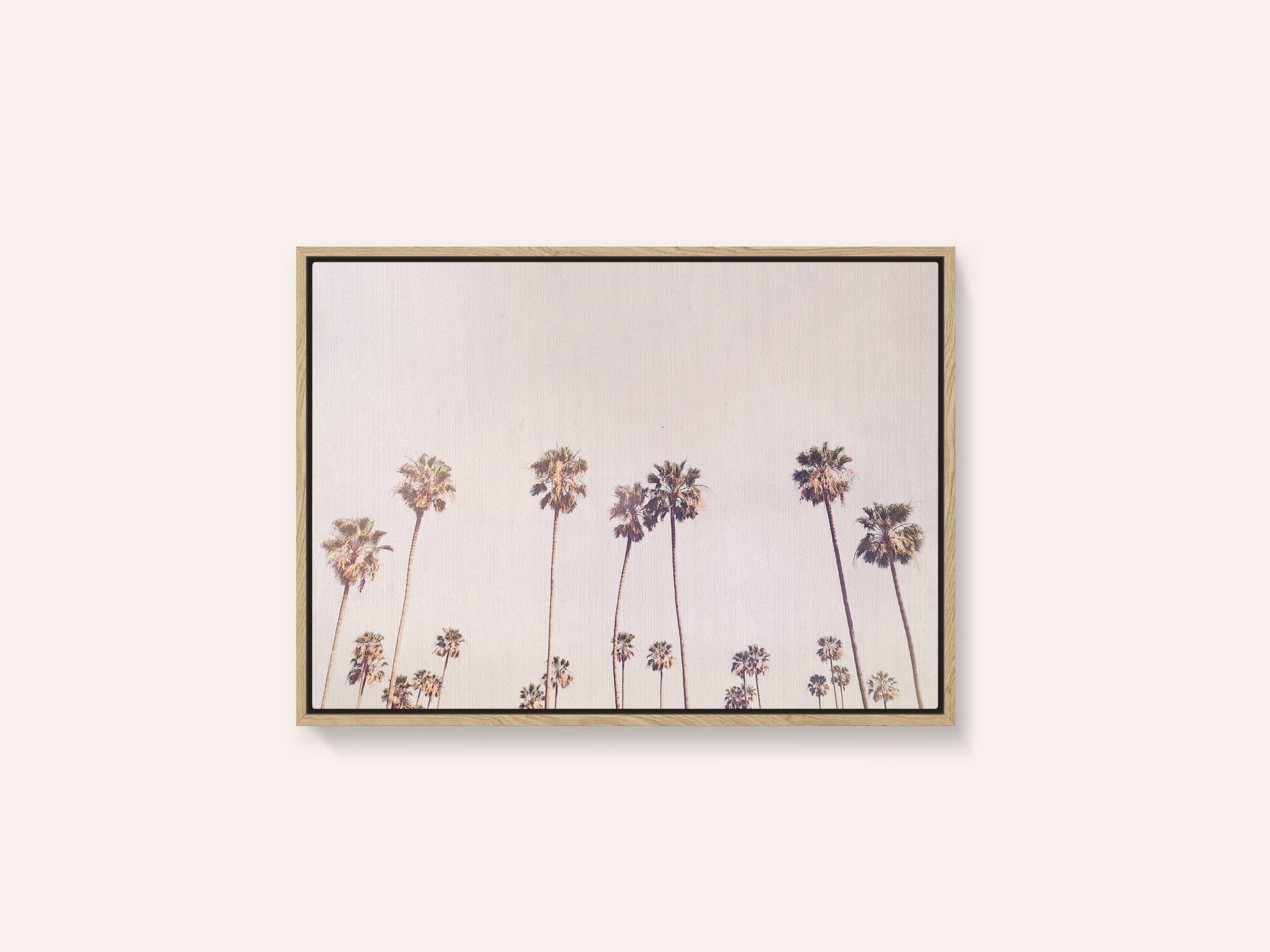 Sunny Cali Palm Trees